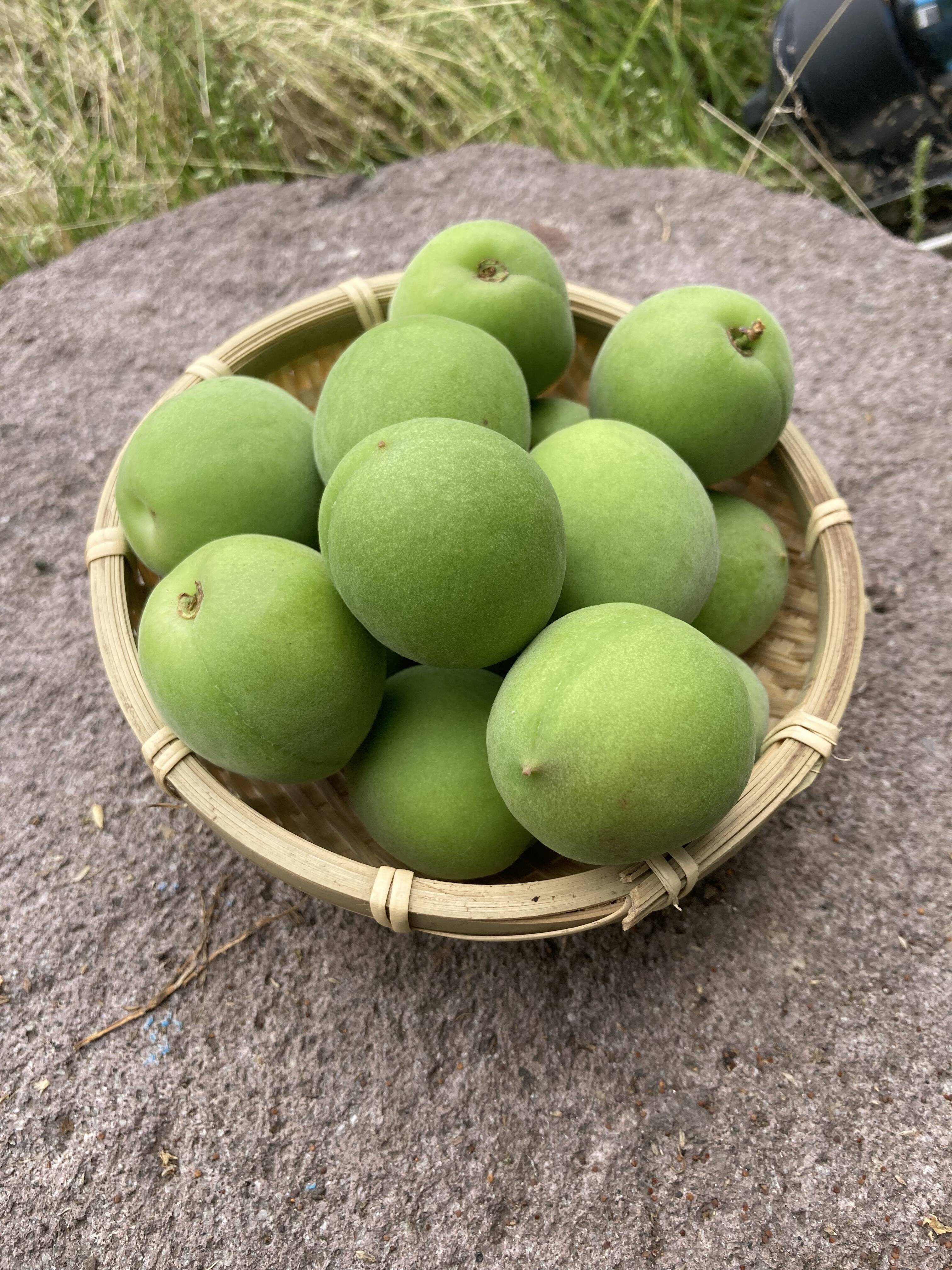 白加賀・青梅】自然栽培 農薬・化学肥料不使用の梅！サイズ混合20kg