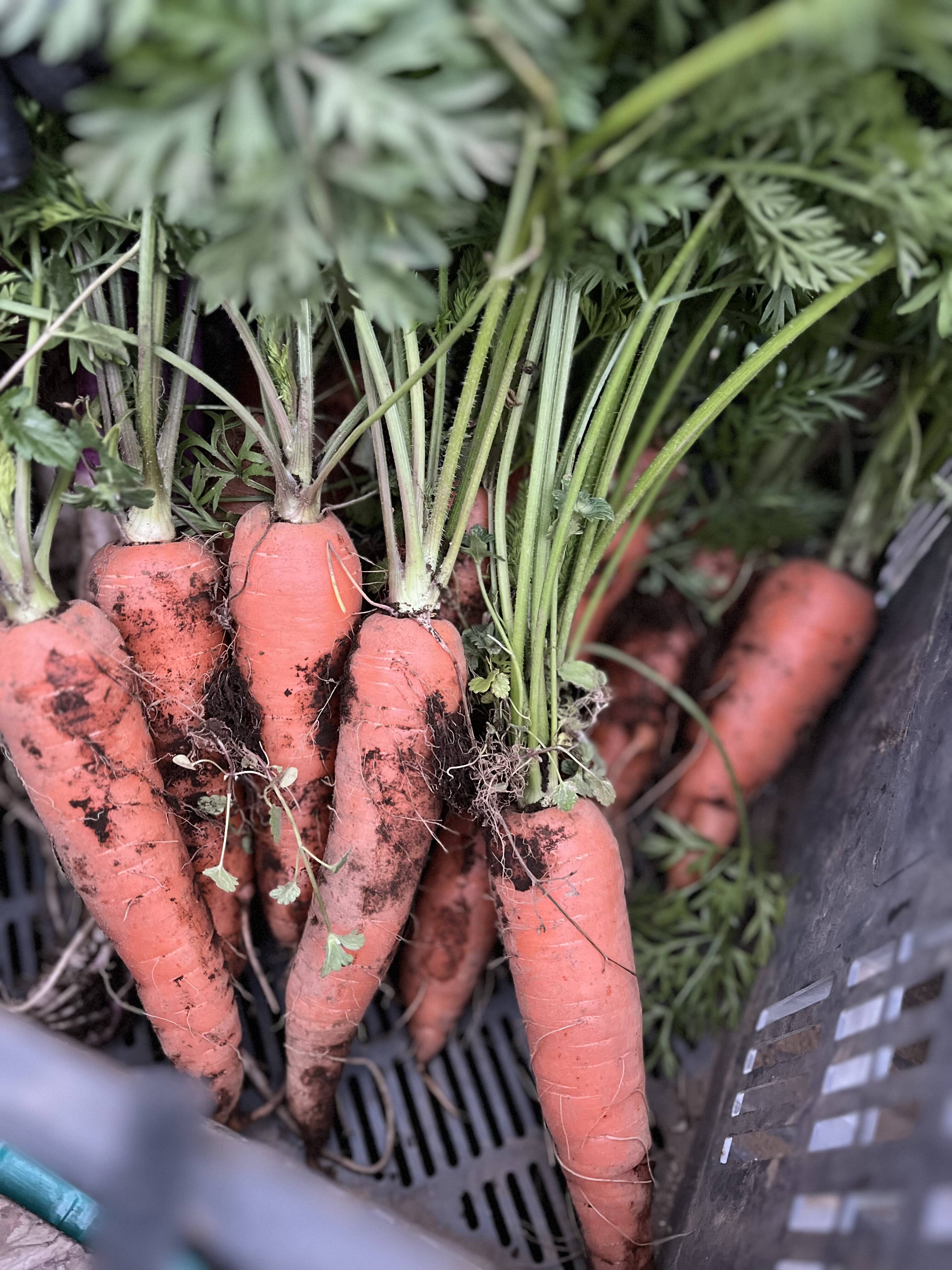 人参 ほり(値下げしました)