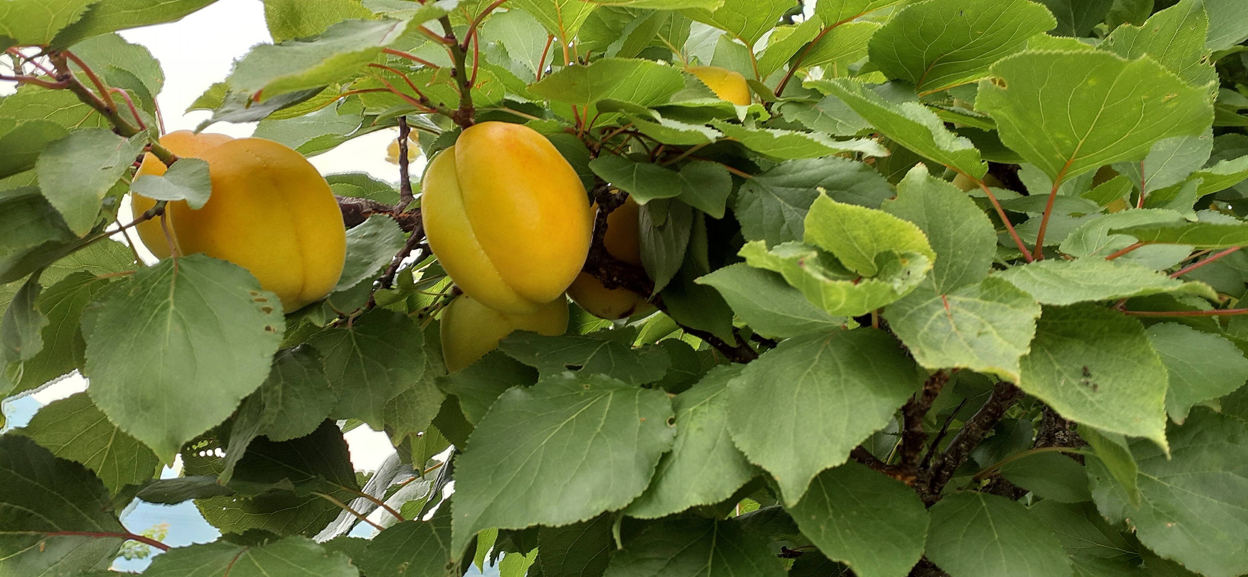 ★pelexy　6kg 信州産 あんず　杏　平和　② 千曲市産あんず初取り2キロ(平和杏)：長野県産のその他あんず
