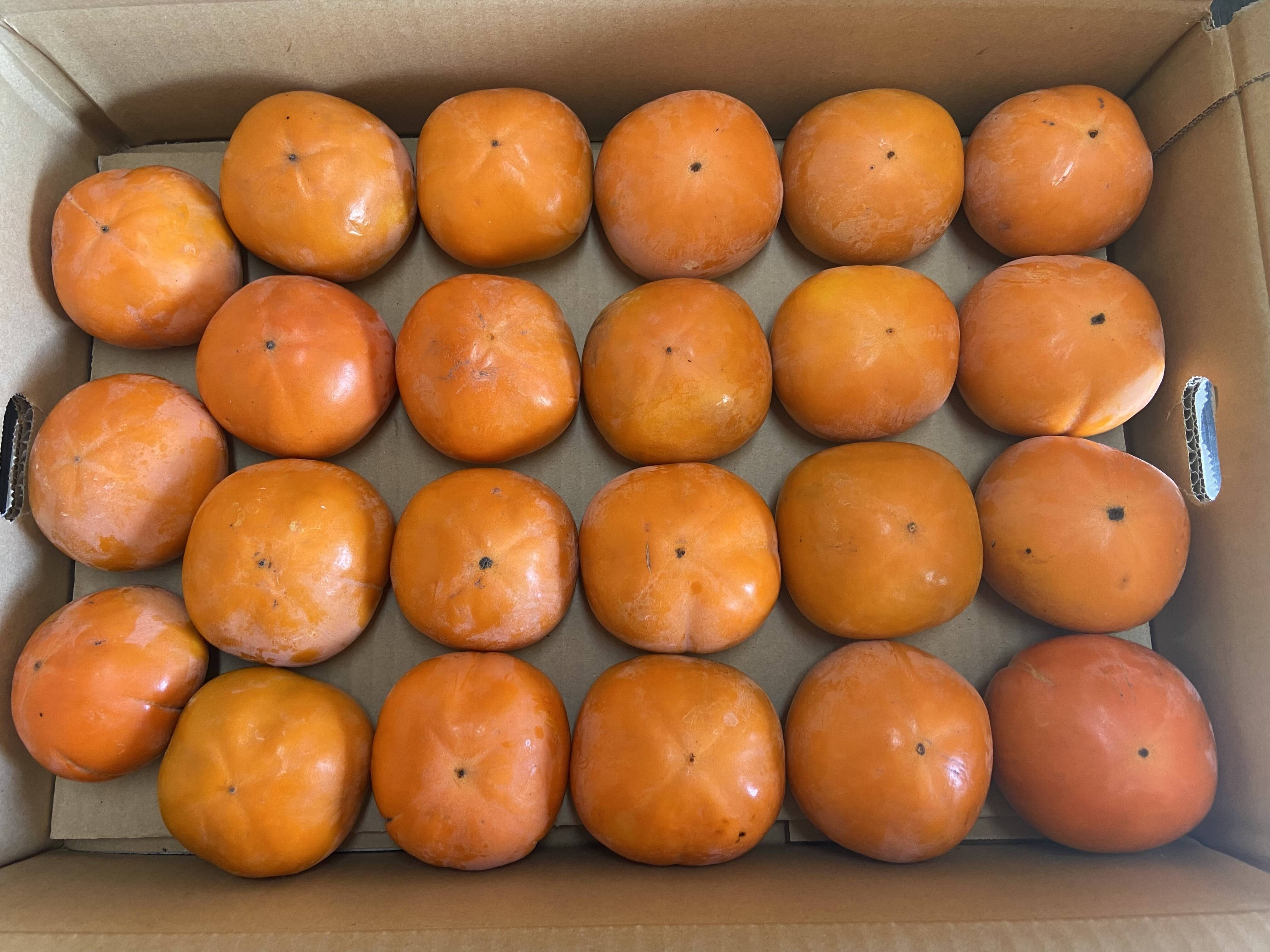 カリッと歯ごたえ抜群！さっぱり甘い！西村早生柿 4.5㎏：福岡県産の