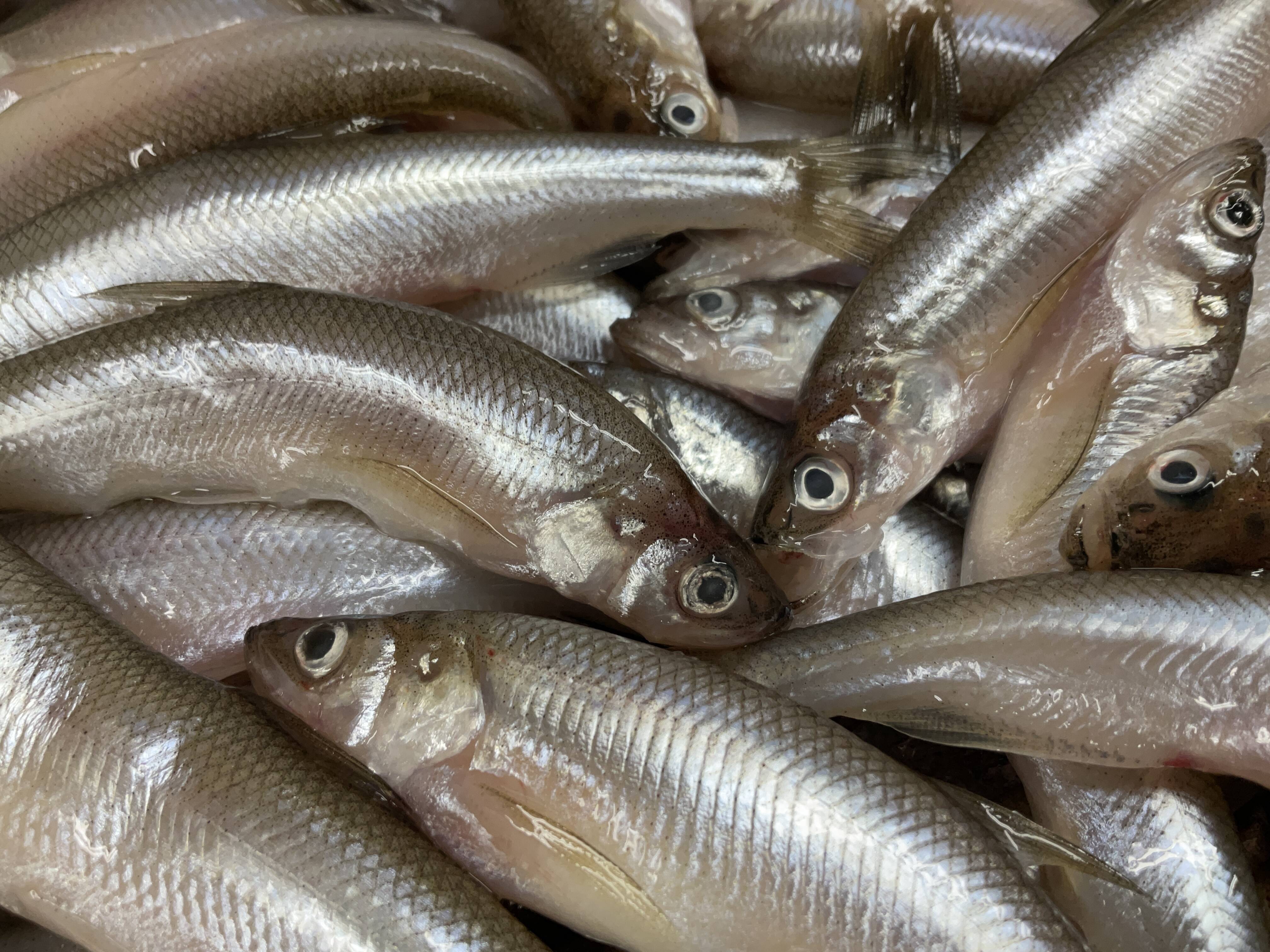 今や幻の魚】本柳葉魚/ししゃも/10匹/オス/-60℃急速冷凍/刺身用【冷凍  