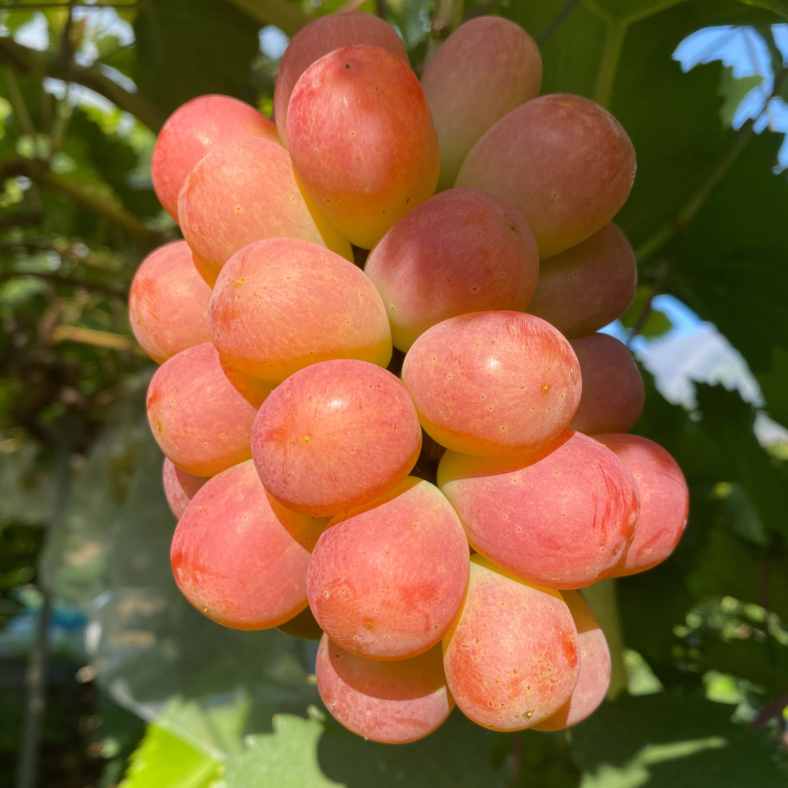 夏ギフト 青リンゴ味の赤ぶどうサニードルチェとエメラルドの輝き