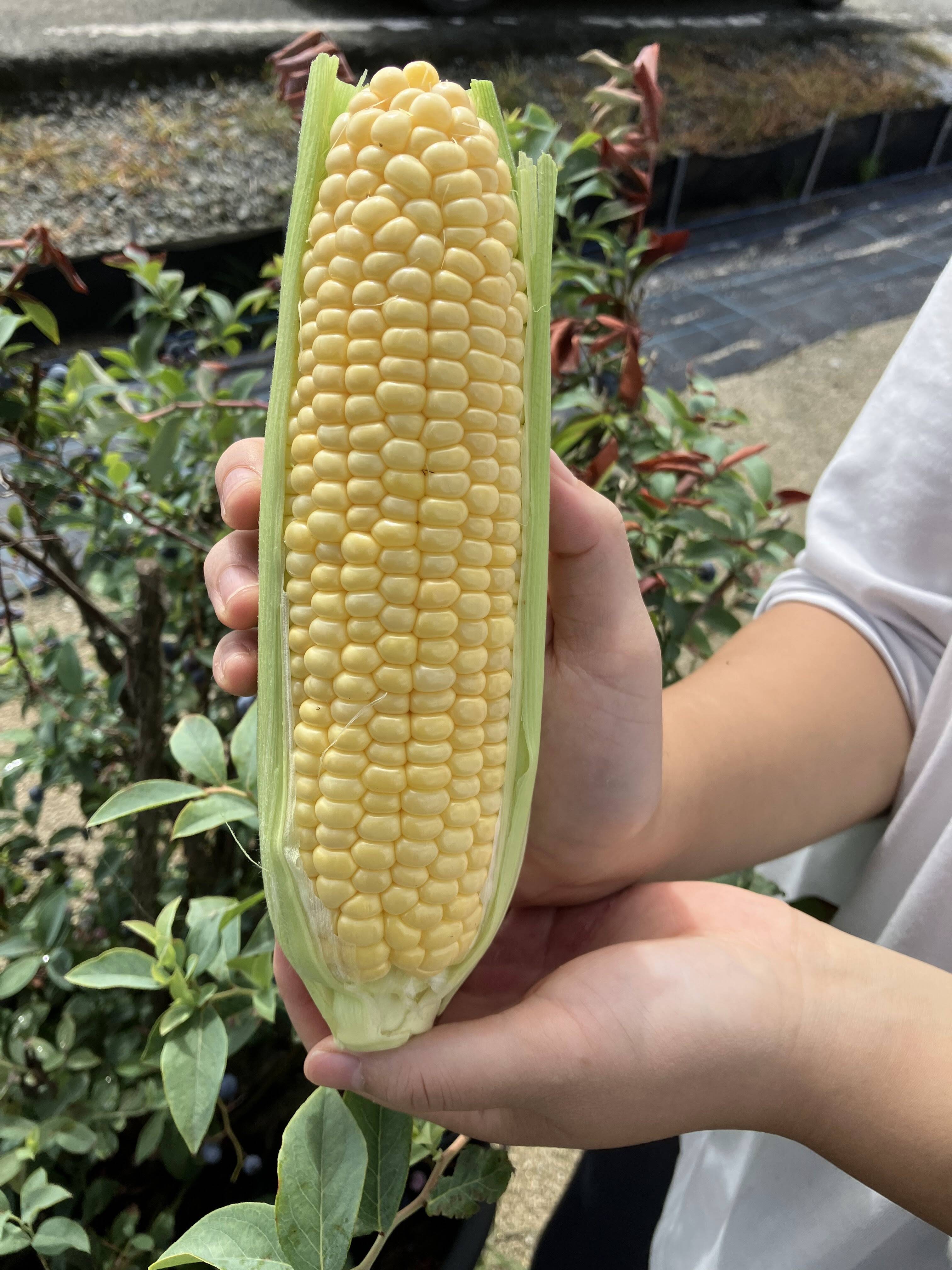 お試し3本】甘みと旨みのバランスが良いプレミアム味来（約900g 