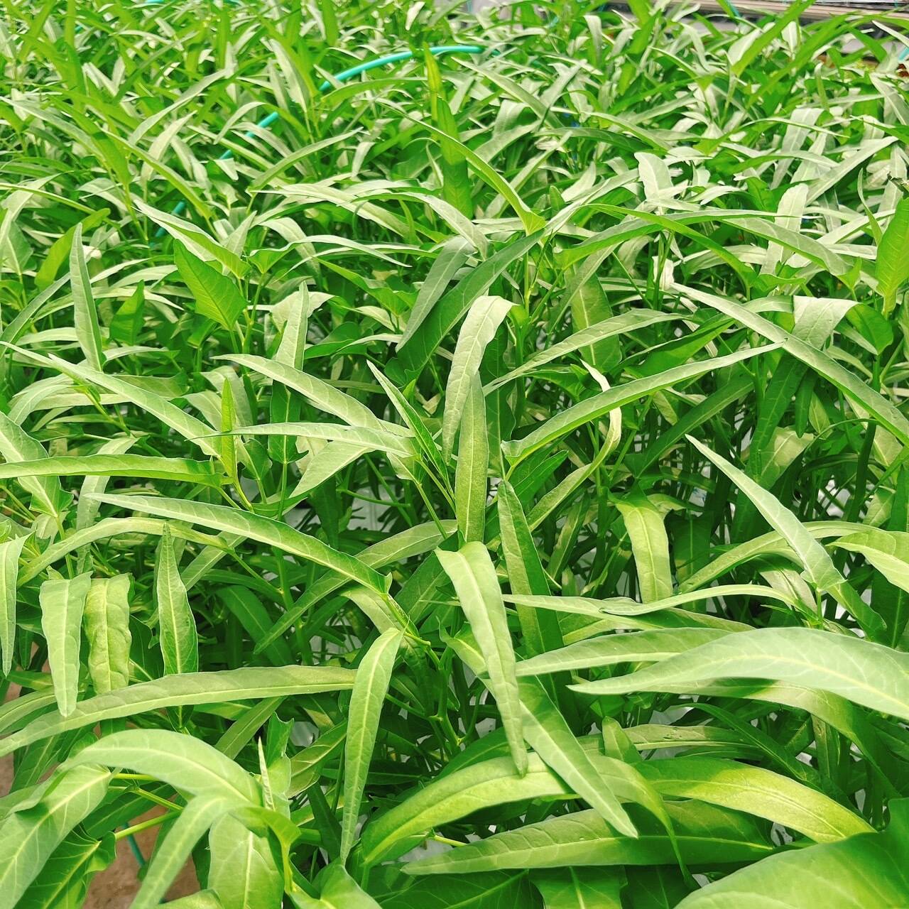 農薬不使用】茎までやわらか！至宝の空芯菜（エンサイ）（2kg）：茨城