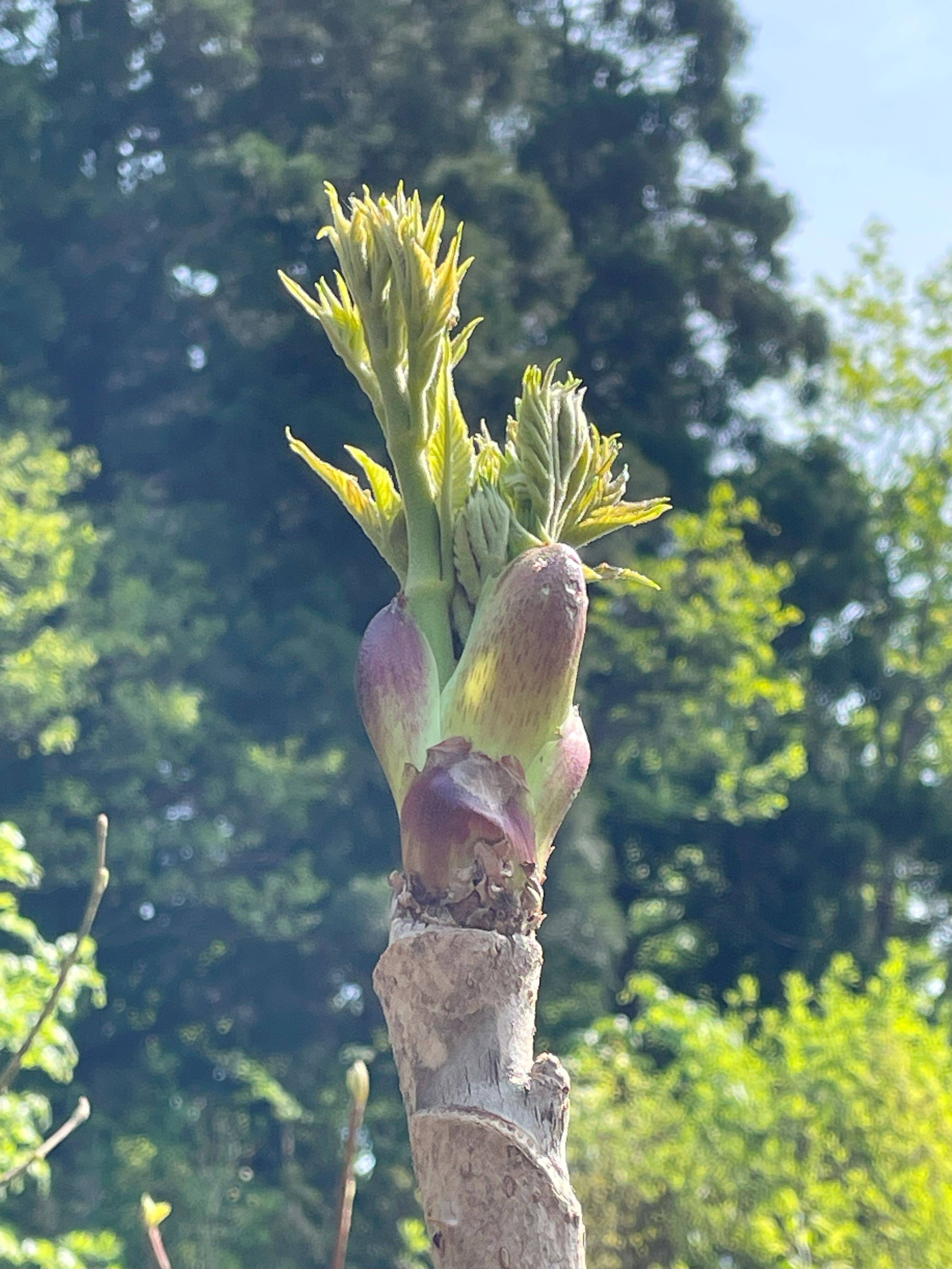 木の芽山菜の王様！タラの芽200g：山形県産のタラノメ｜食べ