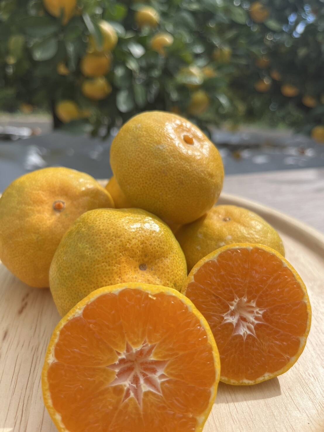 果汁たっぷり！！食べてみらんね太良みかん 5㎏（Lから2S家庭用)：佐賀