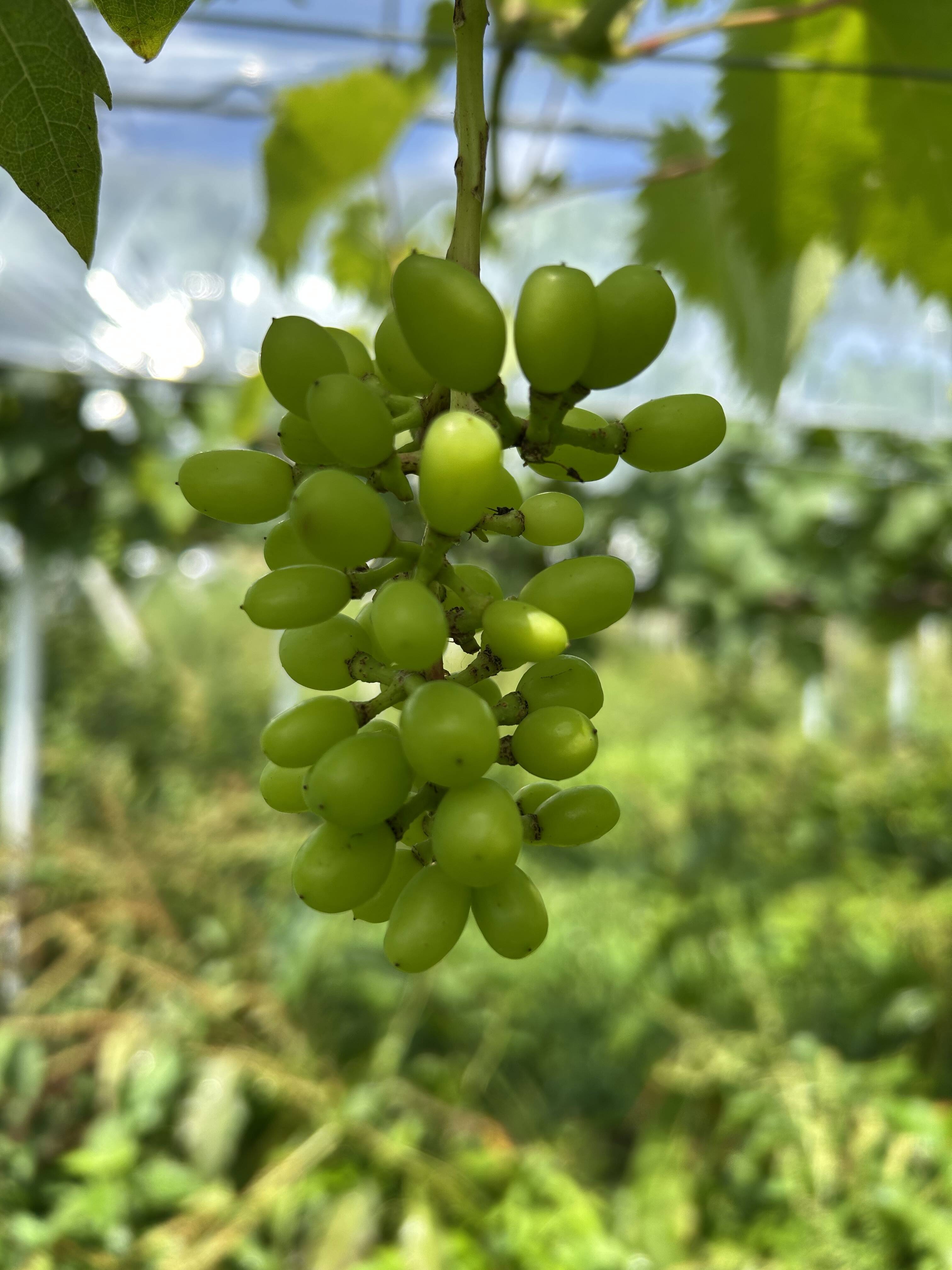 ce74a946d3194ae42ce0d221d83e87