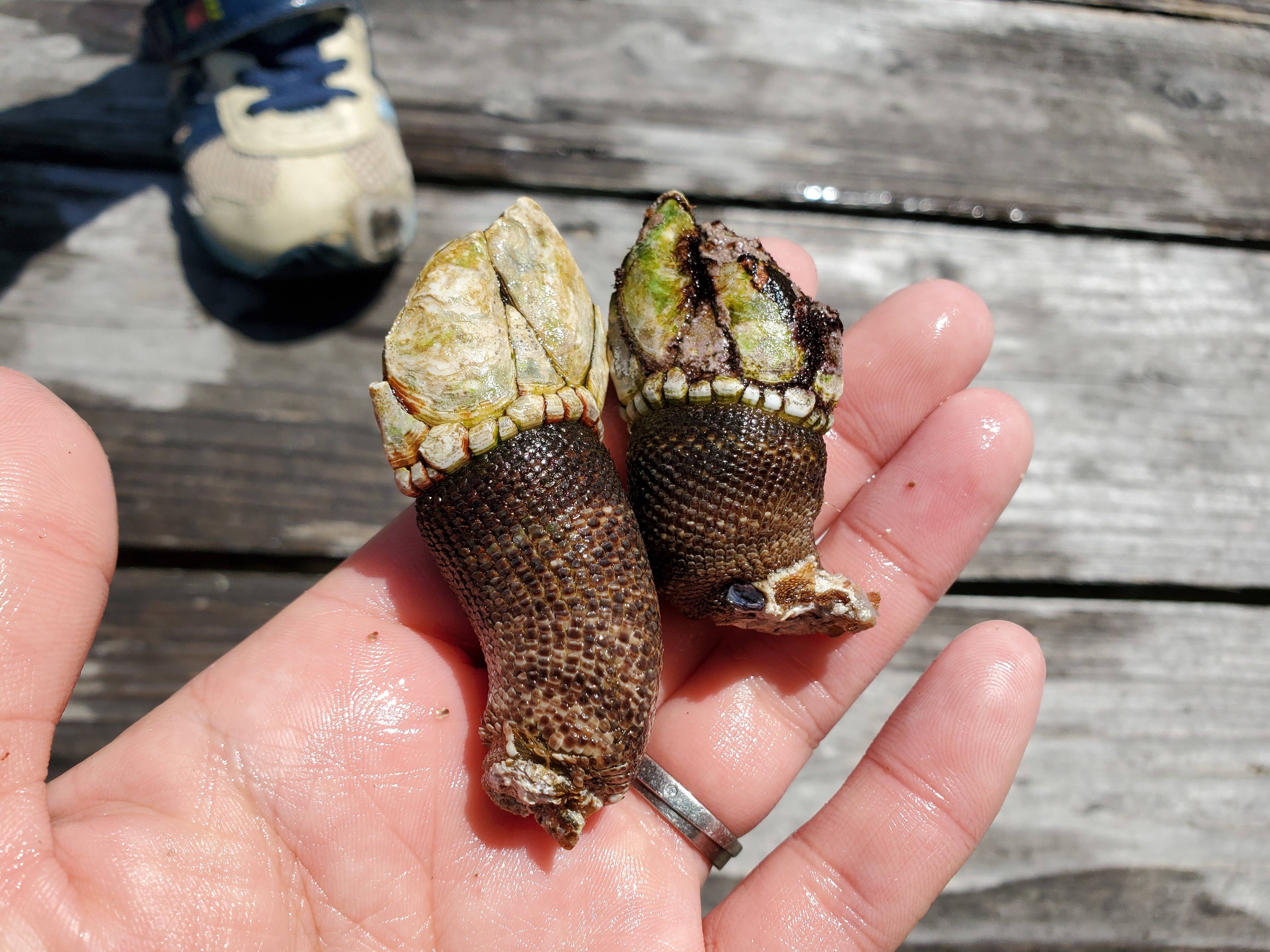 島の海をいただきます 特大サイズカメノテ 深島みそ付き