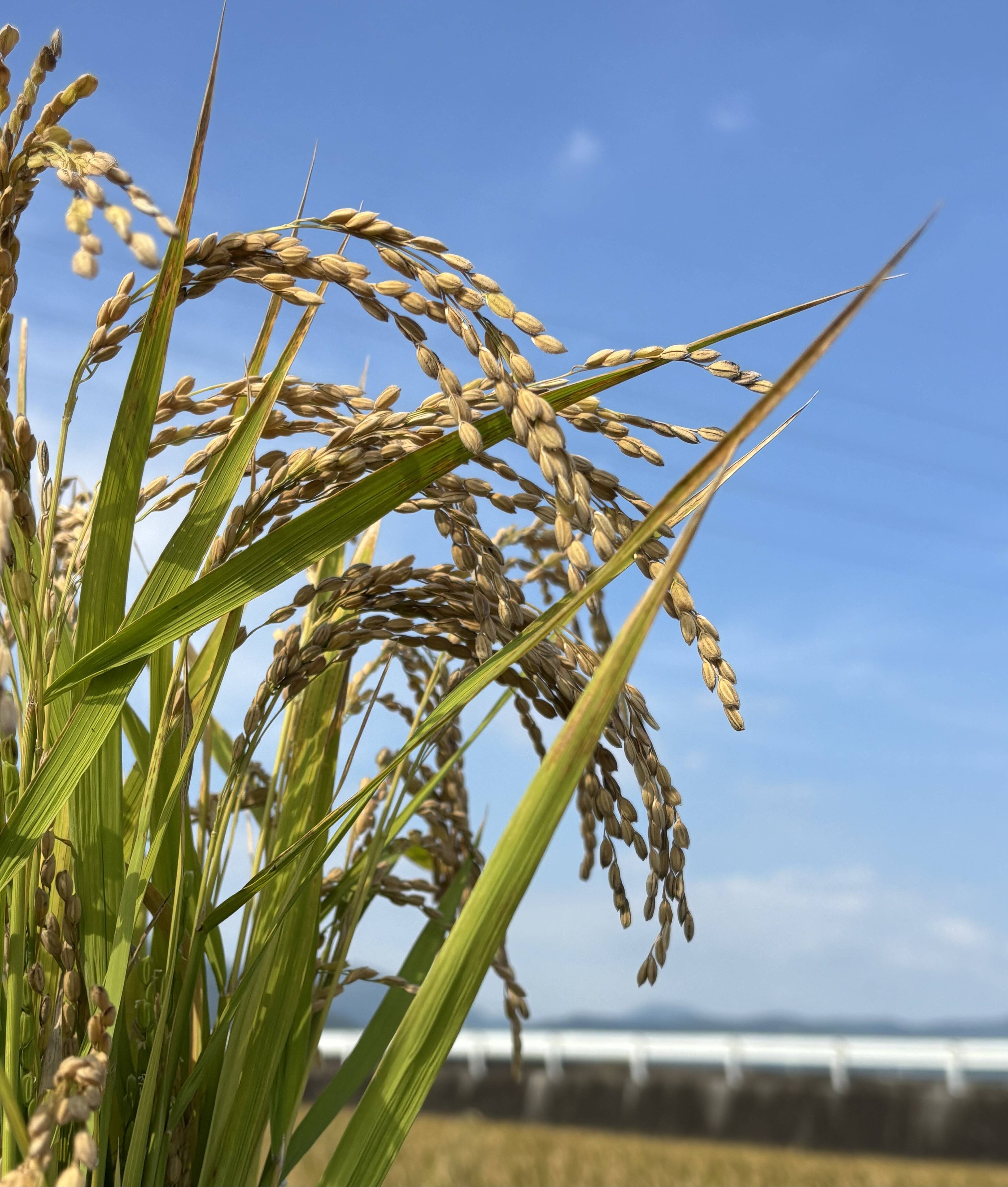 清流吉野川の恵み🌾 令和8年産 新米コシヒカリ 【玄米20㎏】：徳島