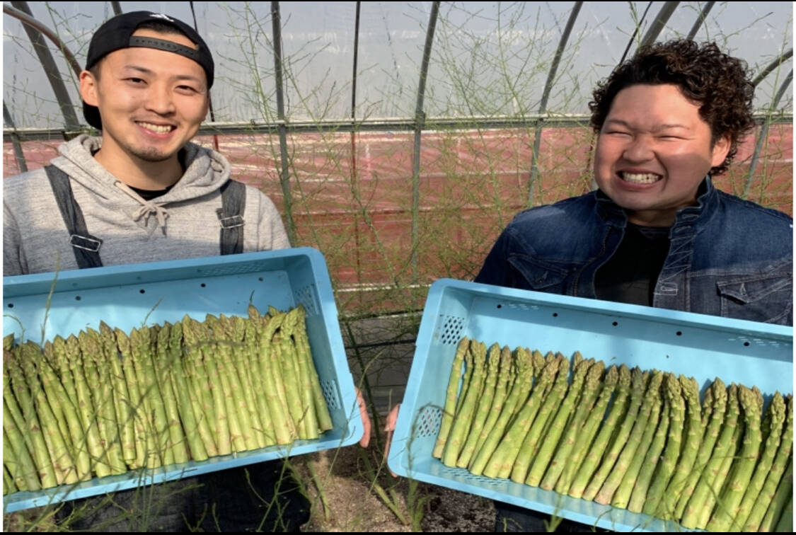 値下げ！農家さん買ってください【超貴重品種】アスパラ 1年苗
