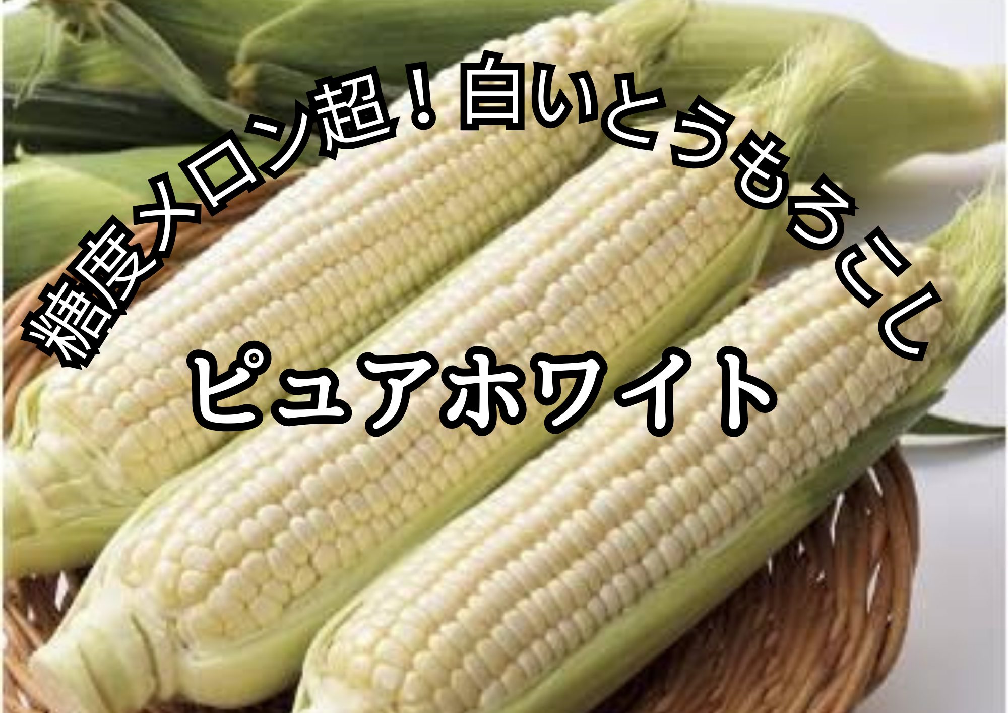 6月中旬発送】白いとうもろこしピュアホワイト 2Lサイズ10本入 6月中旬発送】白いとうもろこしピュアホワイト 2Lサイズ10本入