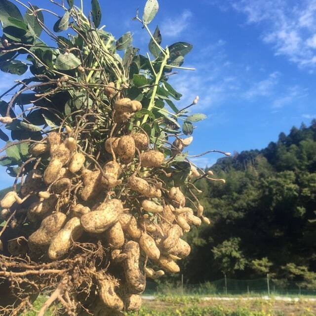 落花生 1ｋｇ 農薬不使用無肥料栽培 おおまさり：三重県産の落花生・ピーナッツ｜食べチョク｜産地直送(産直)お取り寄せ通販 -  農家・漁師から旬の食材を直送