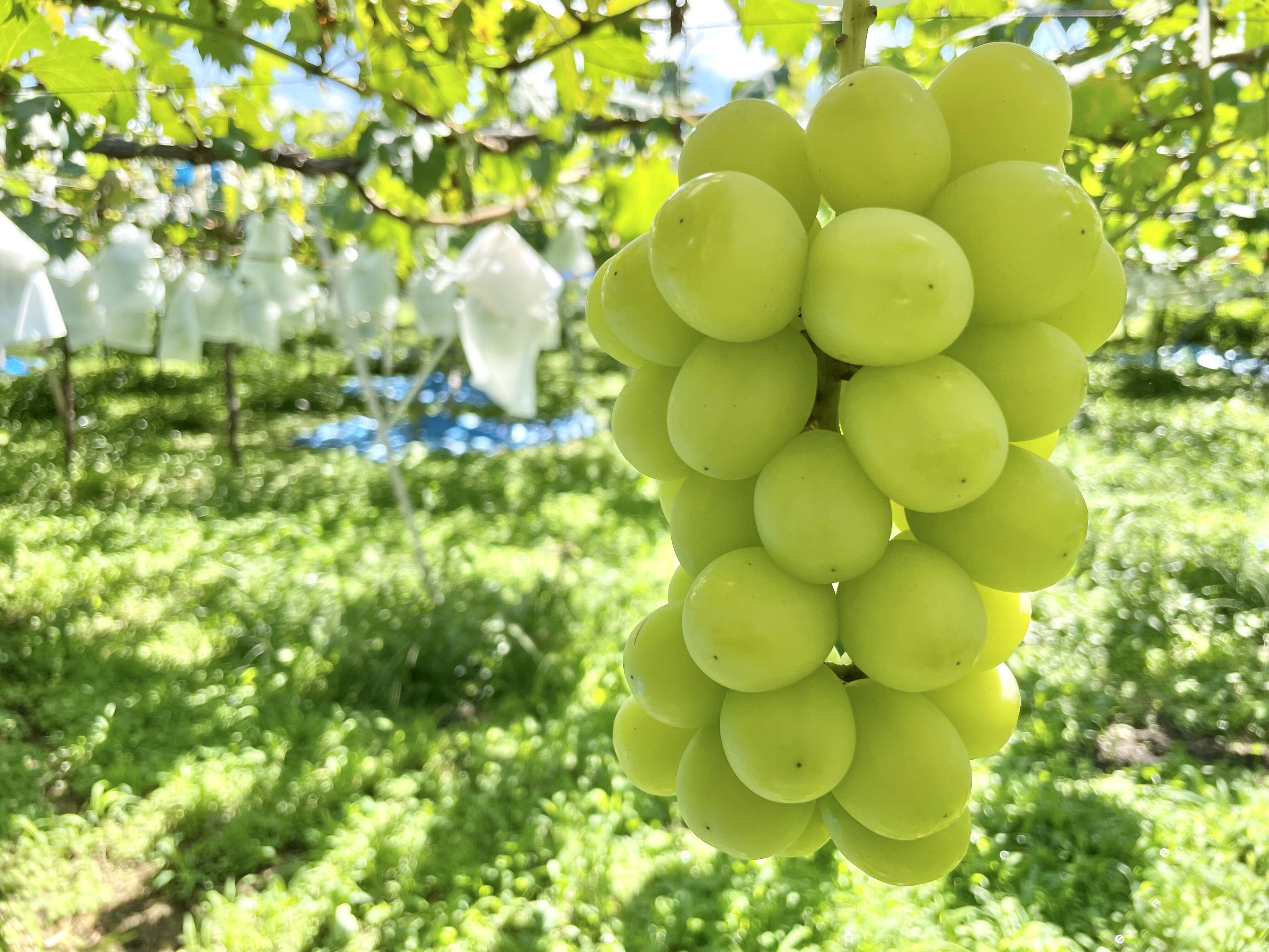 秋ギフト】宝石みたい！ジューシーなシャインマスカット🍇2kg 三田農園