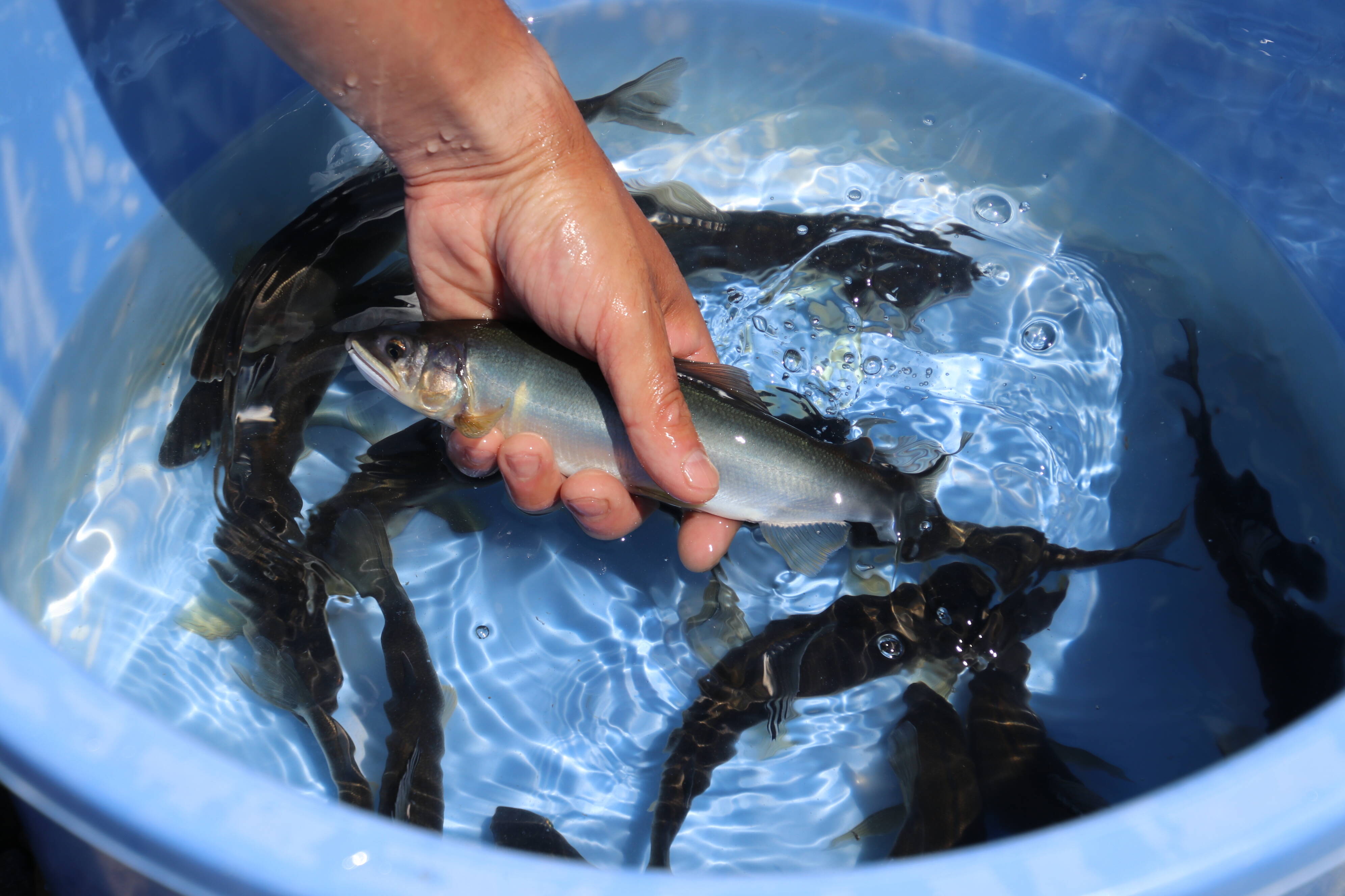 活〆・冷凍】旨みが自慢の【信州あゆ】10尾入（便利な個包装）：長野県産の鮎｜食べチョク｜産地直送(産直)お取り寄せ通販 - 農家・漁師から旬の食材を直送