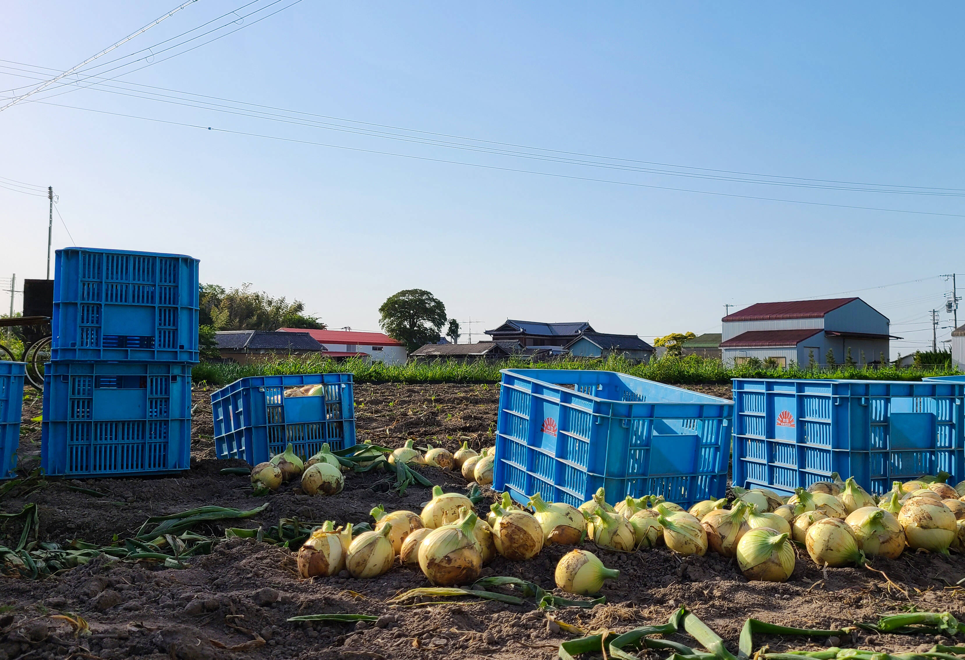 あさひサンファームへのレビュー・商品：兵庫県｜食べチョク｜産地直送(産直)お取り寄せ通販 - 農家・漁師から旬の食材を直送