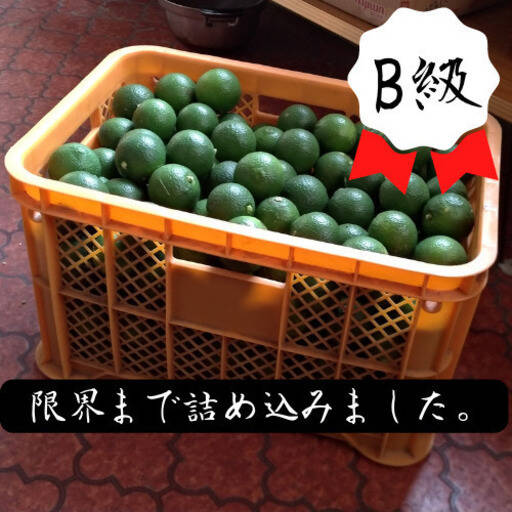 【※販売中止 B級品 ２０ｋｇ】コンテナごとあなたへ届け！「タカミヤカボスのかぼす」