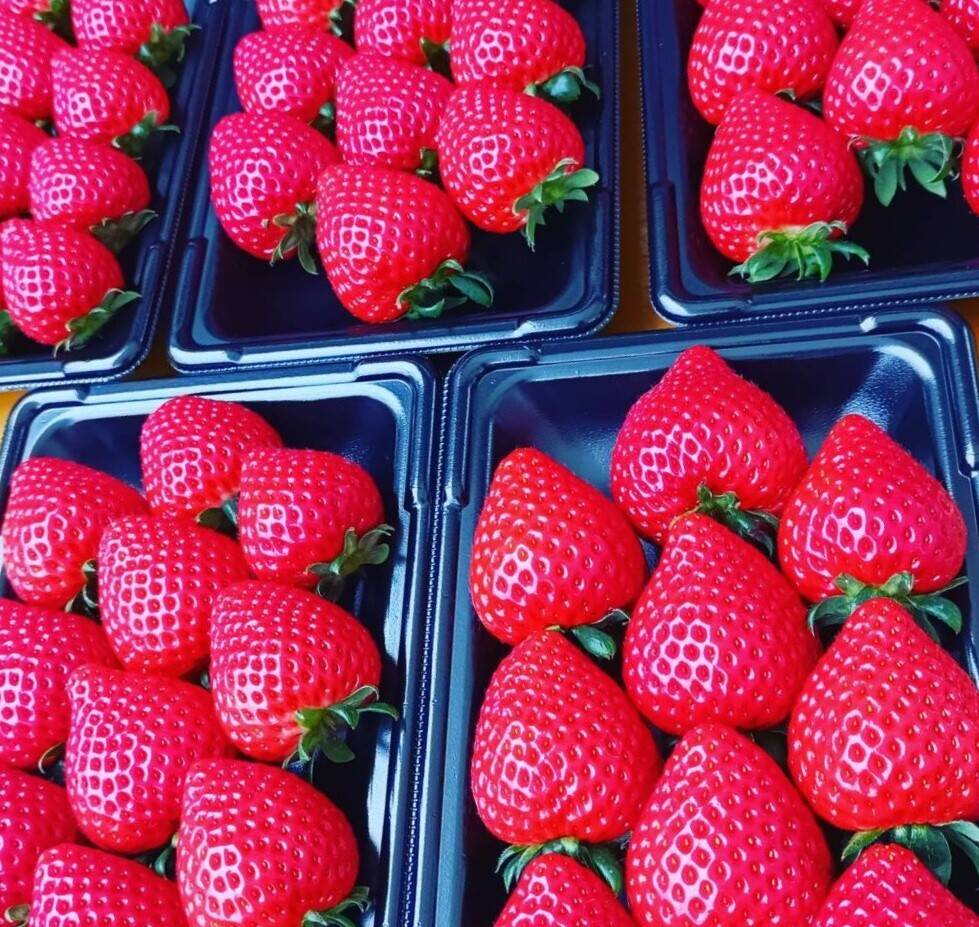 あまりん 埼玉いちご「あまりん」270g×2p：埼玉県産のあまりん｜食べチョク