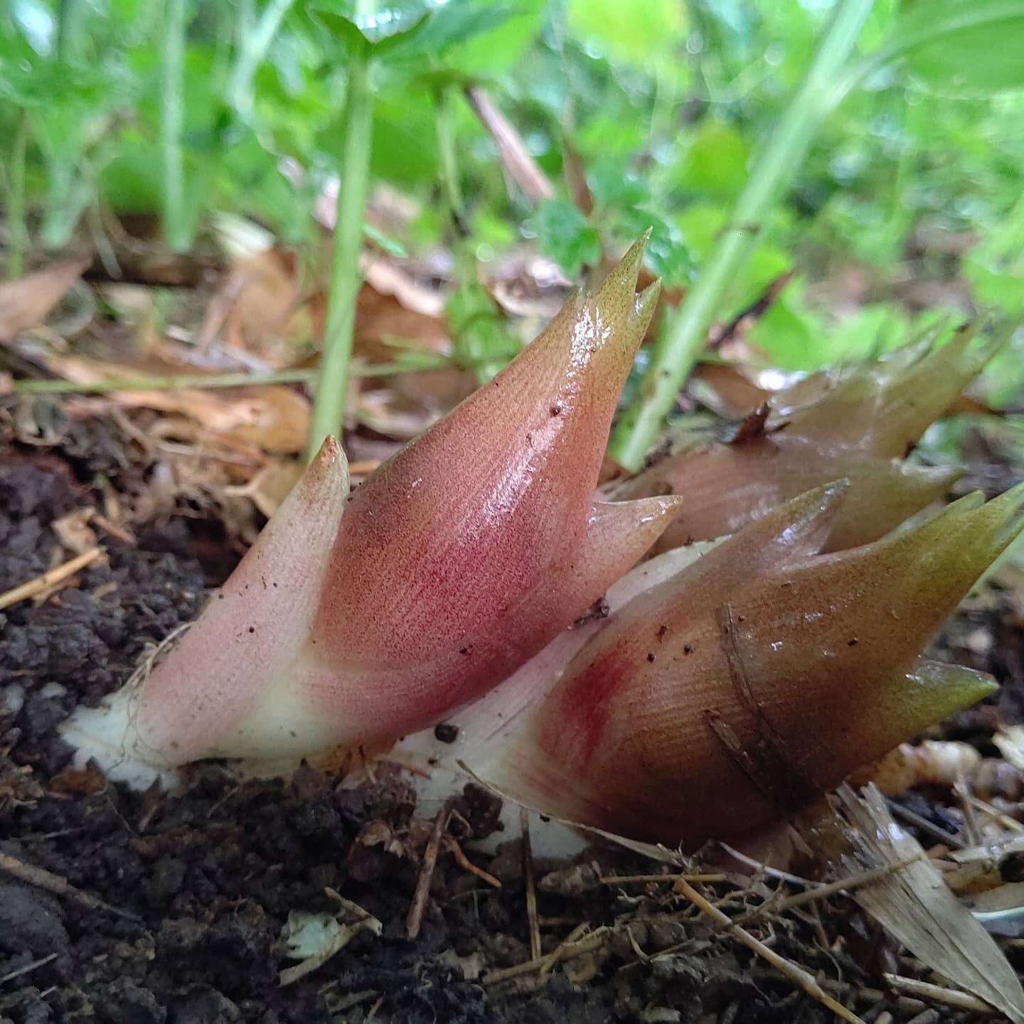 山形のシャキシャキ秋みょうが