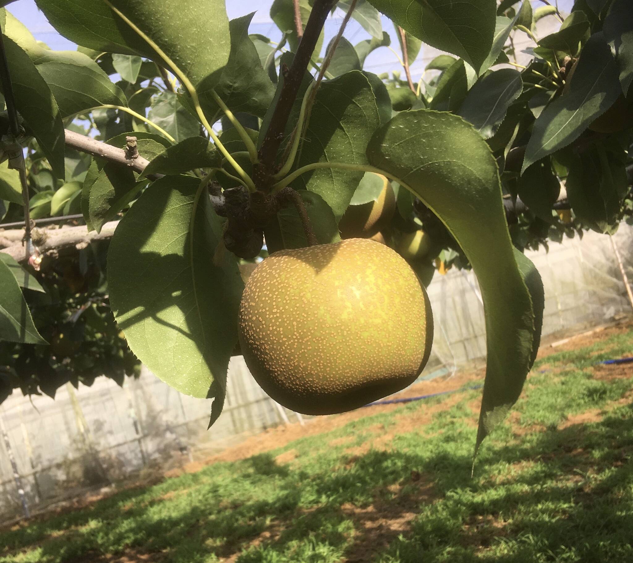 ご予約品》【大玉サイズ】定番の美味しさ！みんな大好き幸水梨(5kg