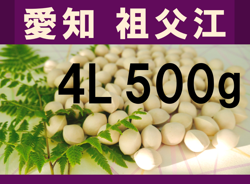 2022年新物！ 愛知県 祖父江産 久寿ぎんなん 銀杏 4L 500g ☆秋の味覚☆：愛知県産の野菜｜食べチョク｜産地直送(産直)お取り寄せ通販 -  農家・漁師から旬の食材を直送