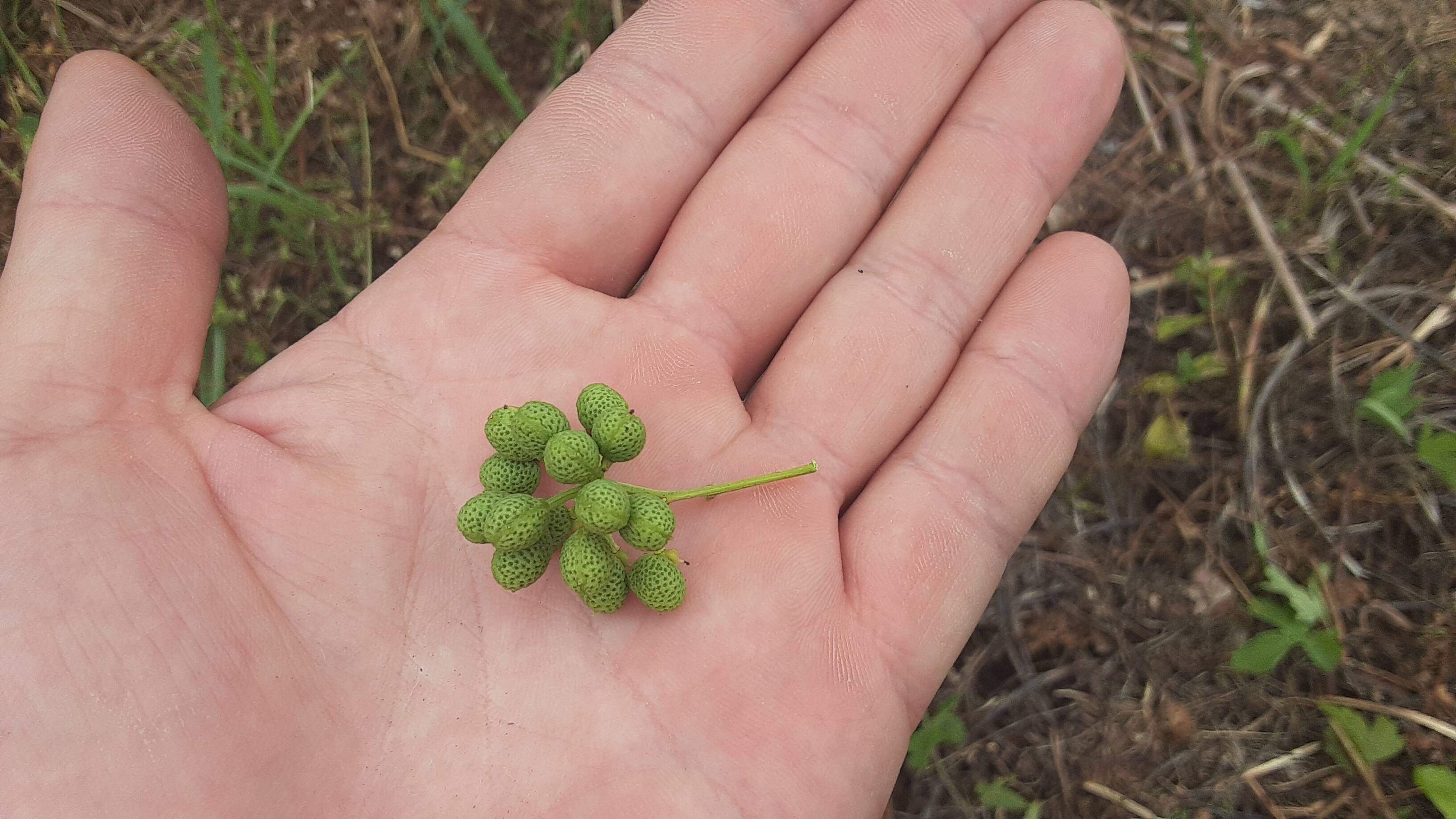 『信州浅間山南麓産』天然 花山椒 73g＋18g＋26g＝計117g 花山椒 | 三宝庵