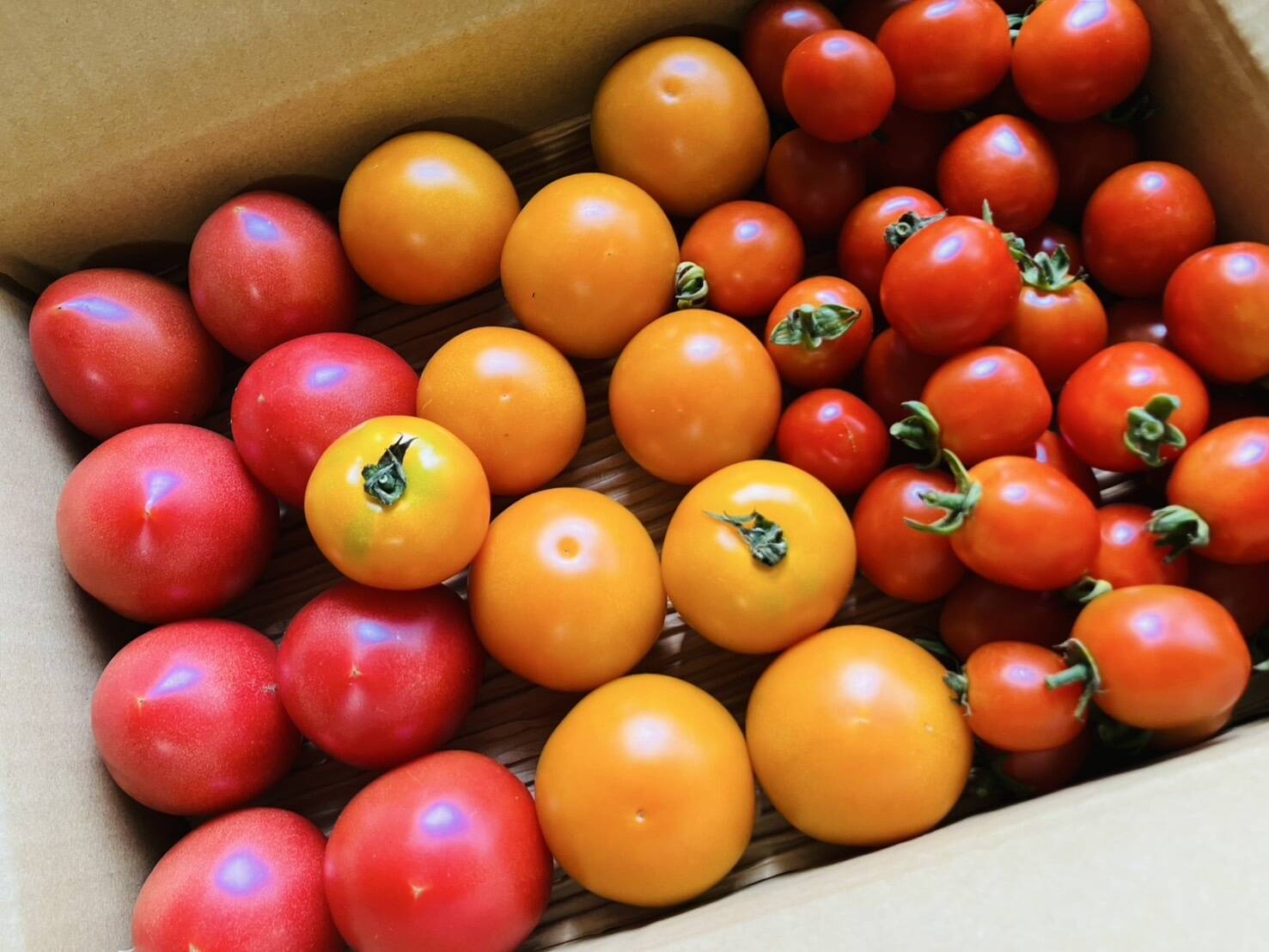 ご予約品！お試し♪【本当に美味しい🍅】自然栽培！Watanabe farm