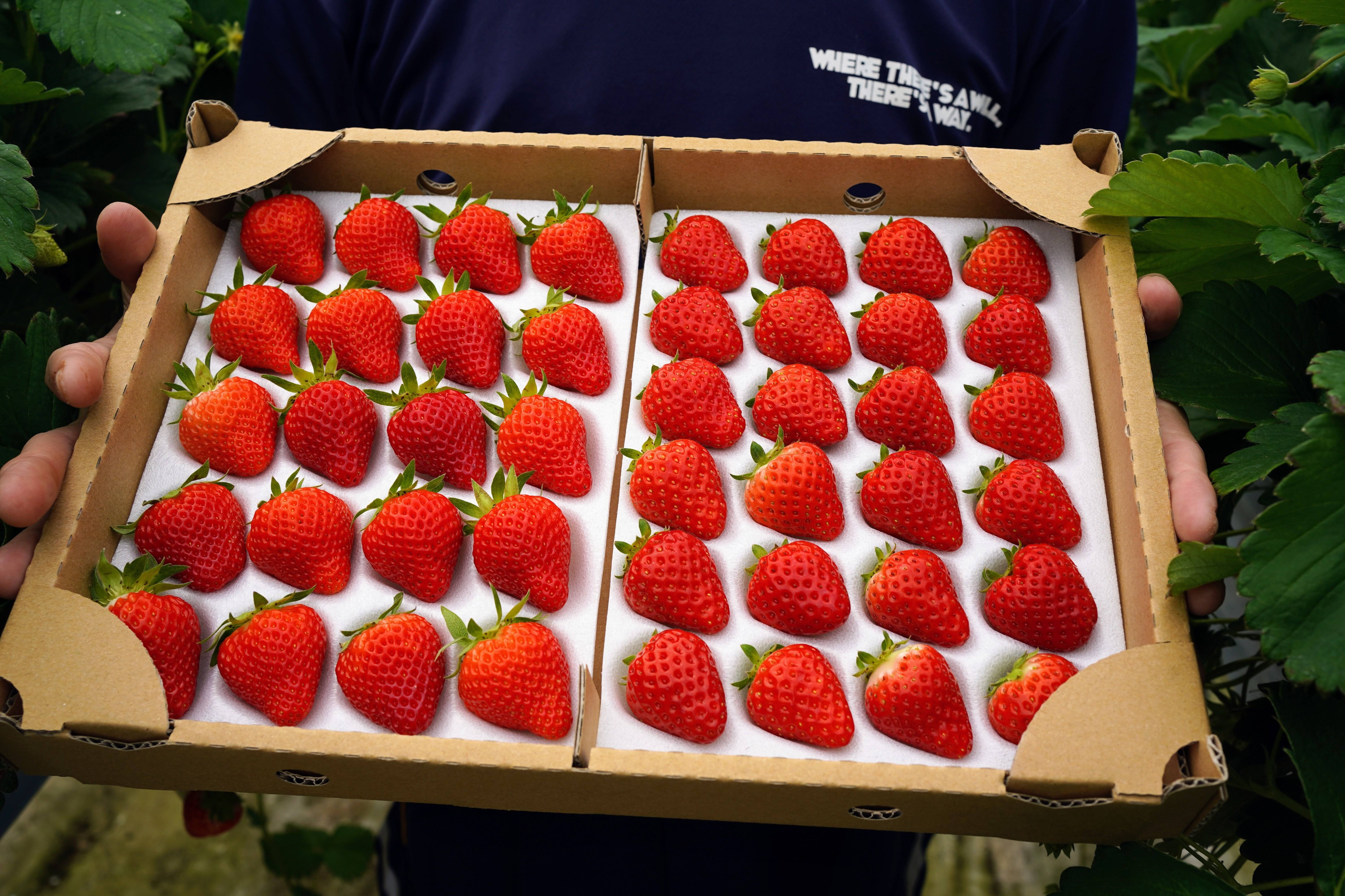 濃厚いちご🍓】2L-Lサイズ（40-48）粒入り 冬仕立て あまひめ｜自然の