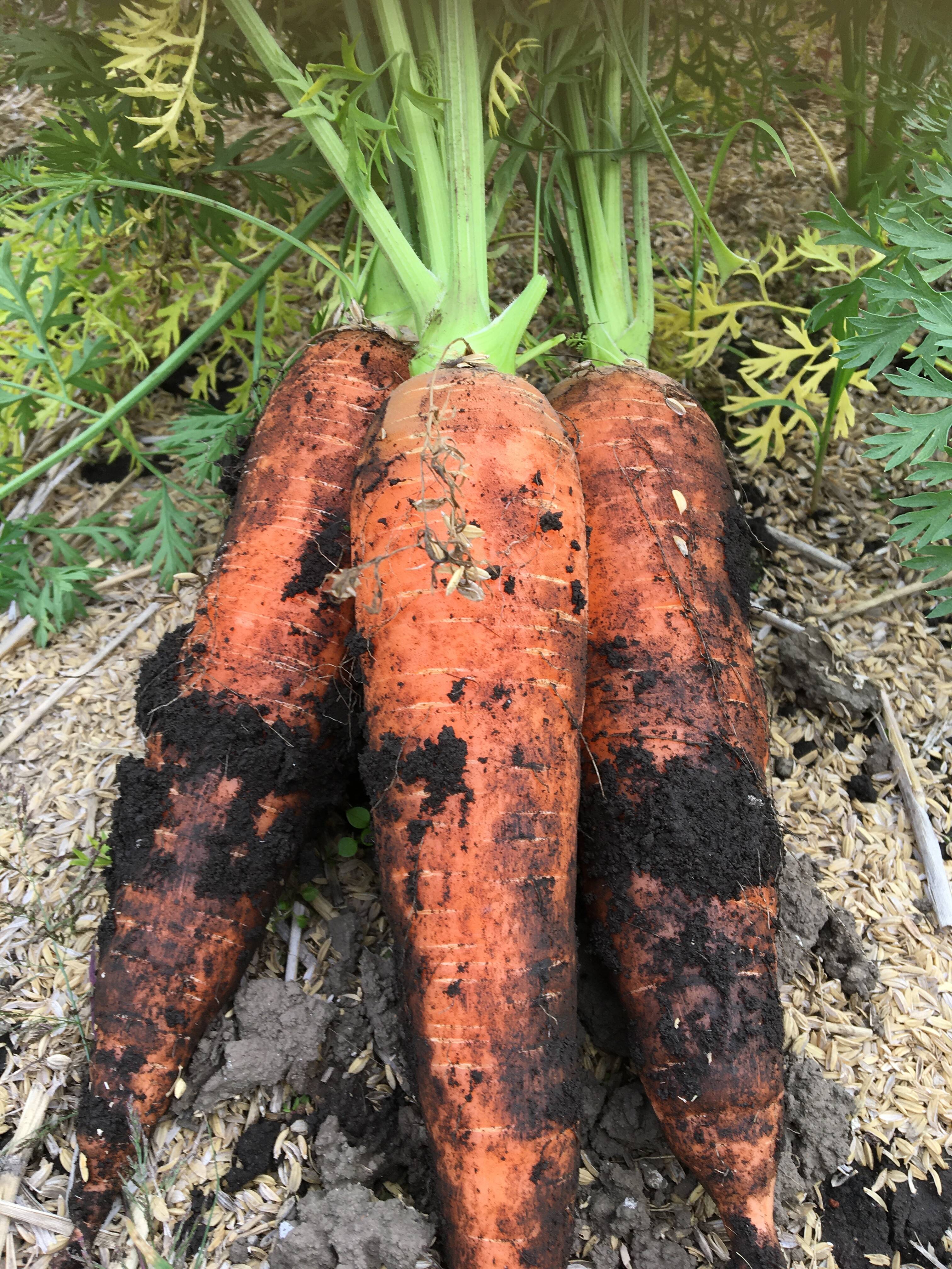 農薬不使用・化学肥料不使用土付き人参 3kg 玄米粉 2kg：長野県産の野菜｜食べチョク｜産地直送(産直)お取り寄せ通販  農家・漁師から旬の食材を直送