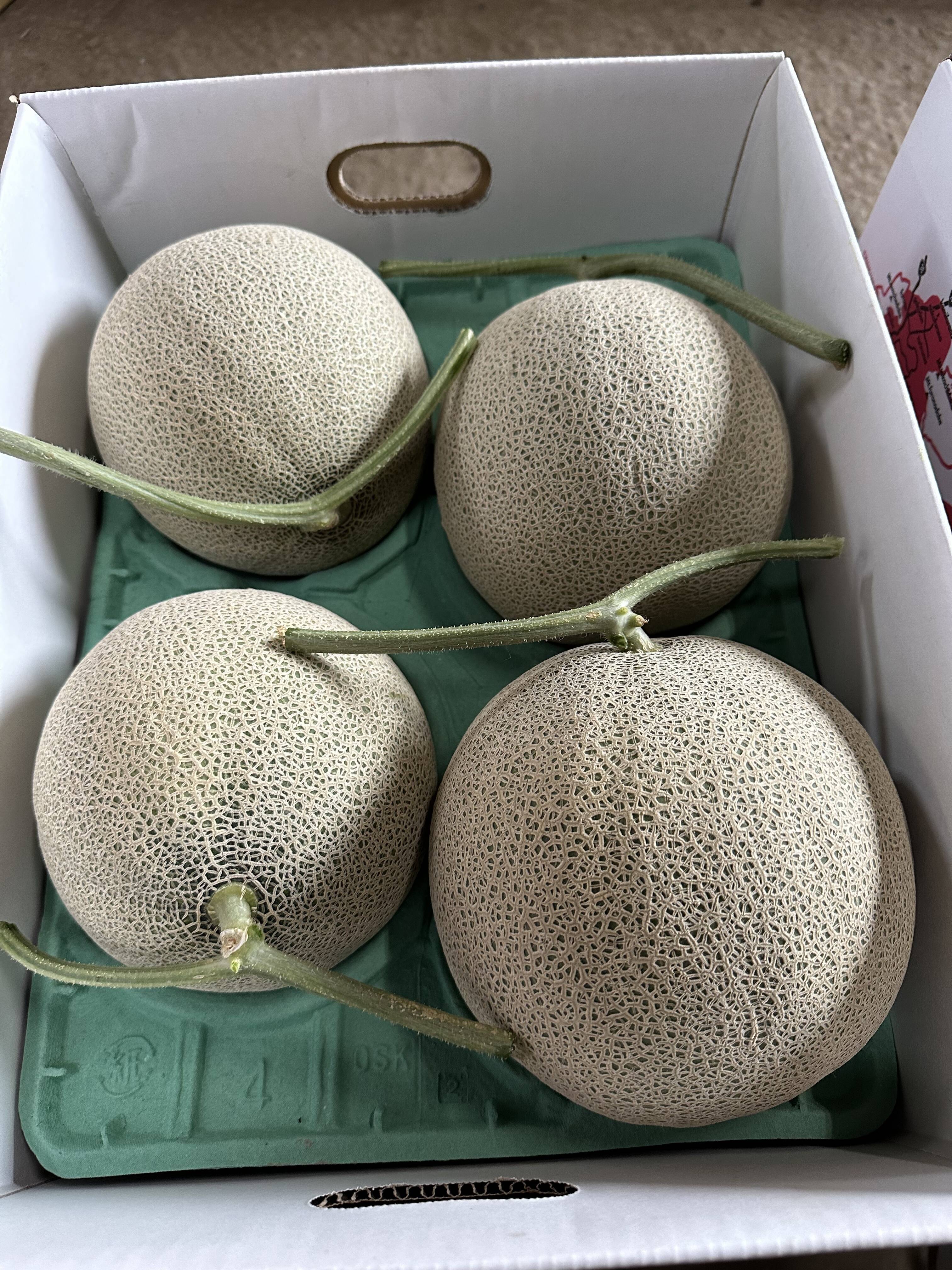 予約販売 限定個数 特大サイズ北海道富良野メロン8キロ 摘果