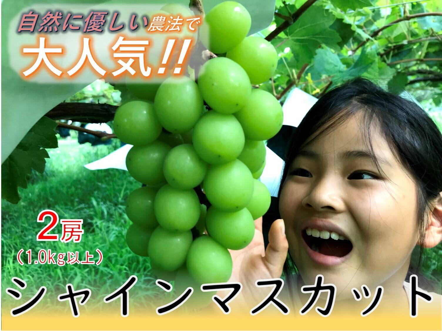 農薬節減】甘くて美味しい自慢のシャインマスカット（2房1.0kg以上