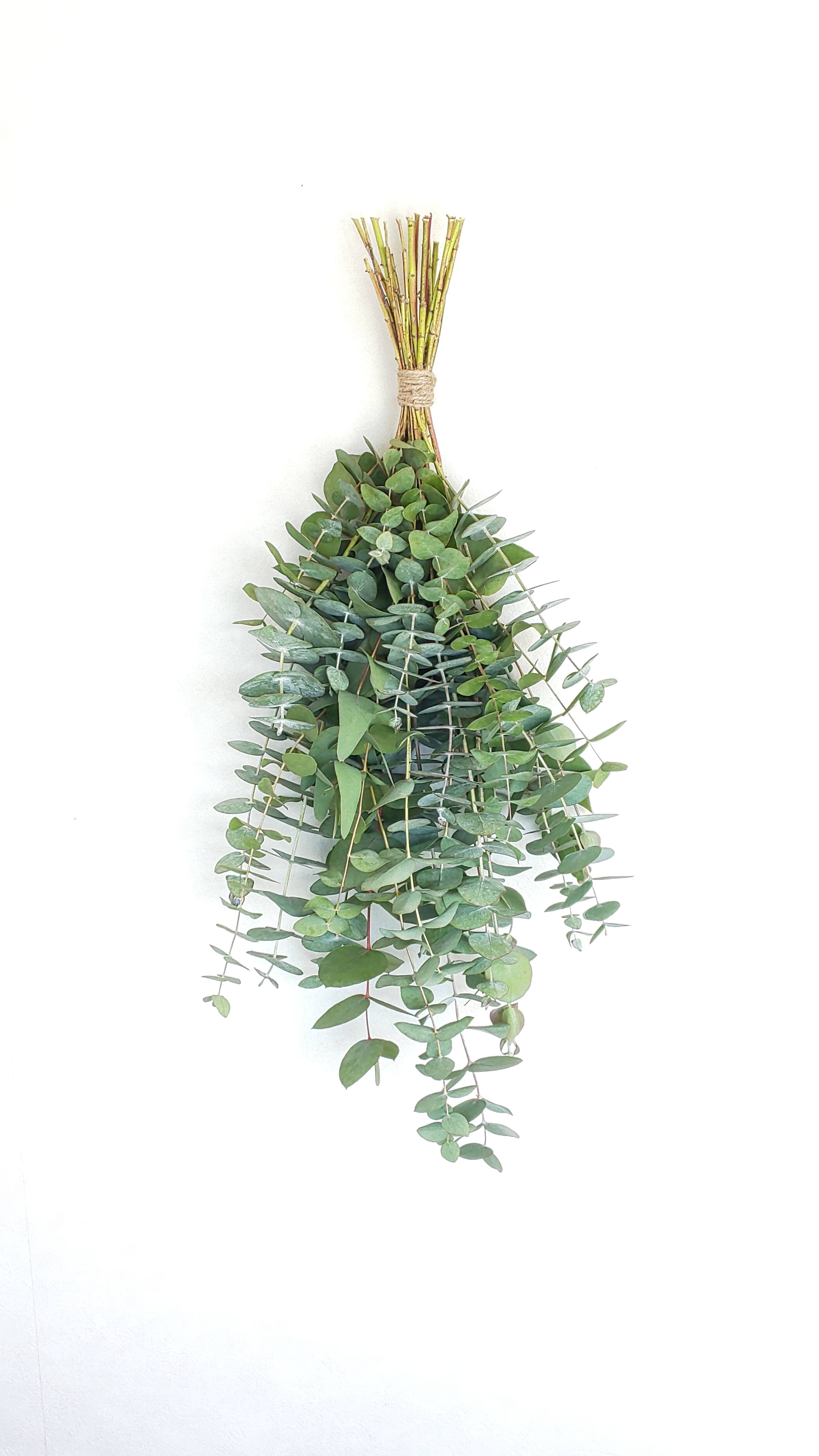 1.ユーカリスワッグ 摘みたてユーカリのグリーン・スワッグ【期間限定】（50～55cm）：長野