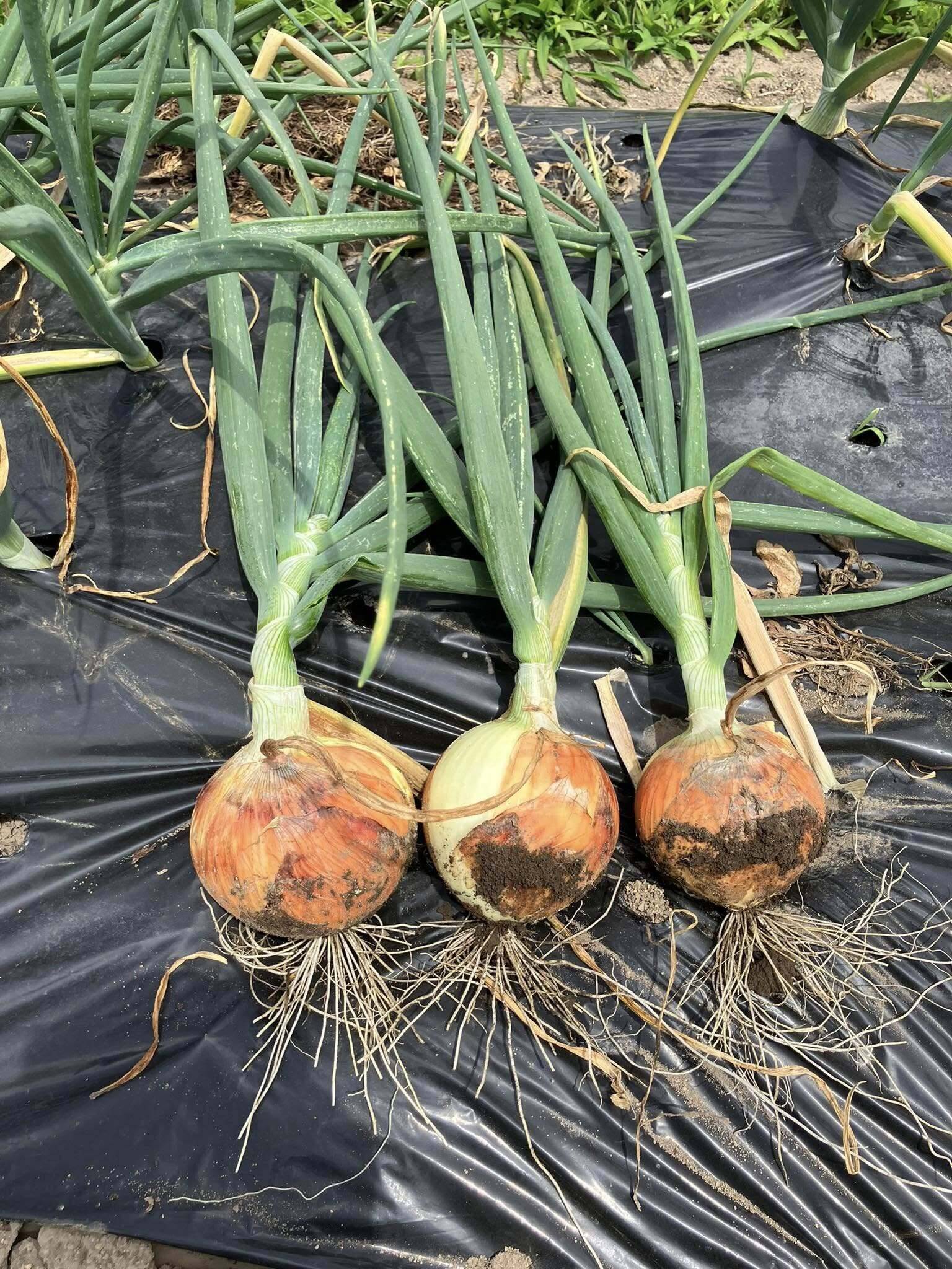 農薬及び化学肥料不使用の玉ねぎ2Kg 長野県山形村産：長野県産の