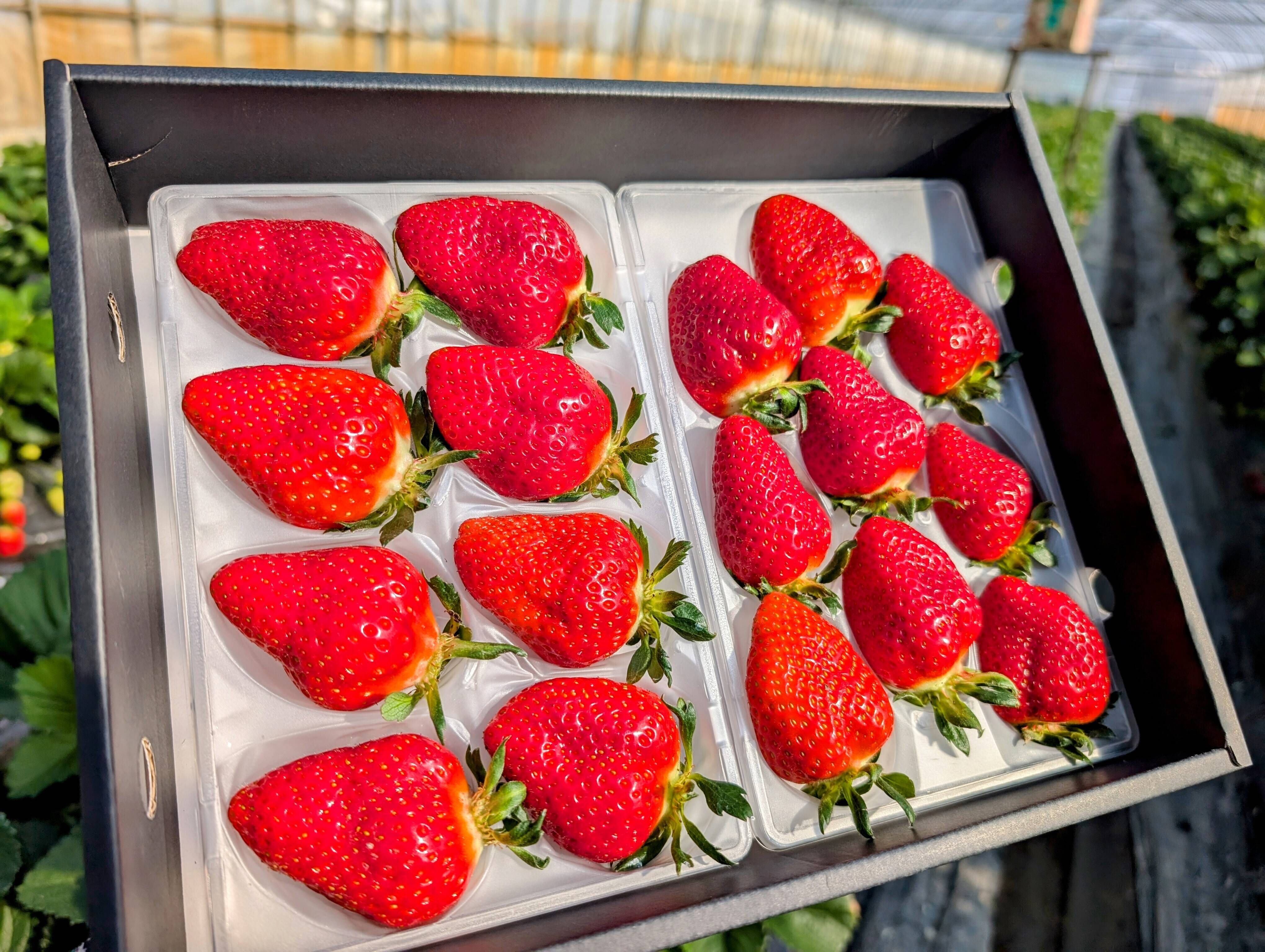 母の日ギフト】【幻の品種】「おとめ心」完熟いちご 2Lと3L！17粒