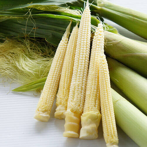 朝採り野菜  とうもろこし とうもろこし】≪ヤングコーン≫ 朝採り 期間限定！！【太陽の