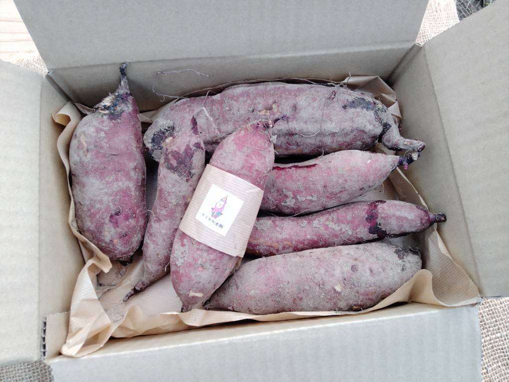 5ヶ月追熟素朴な甘味！新品種”ゆきこまち”お試し1.5kg：北海道産のゆき