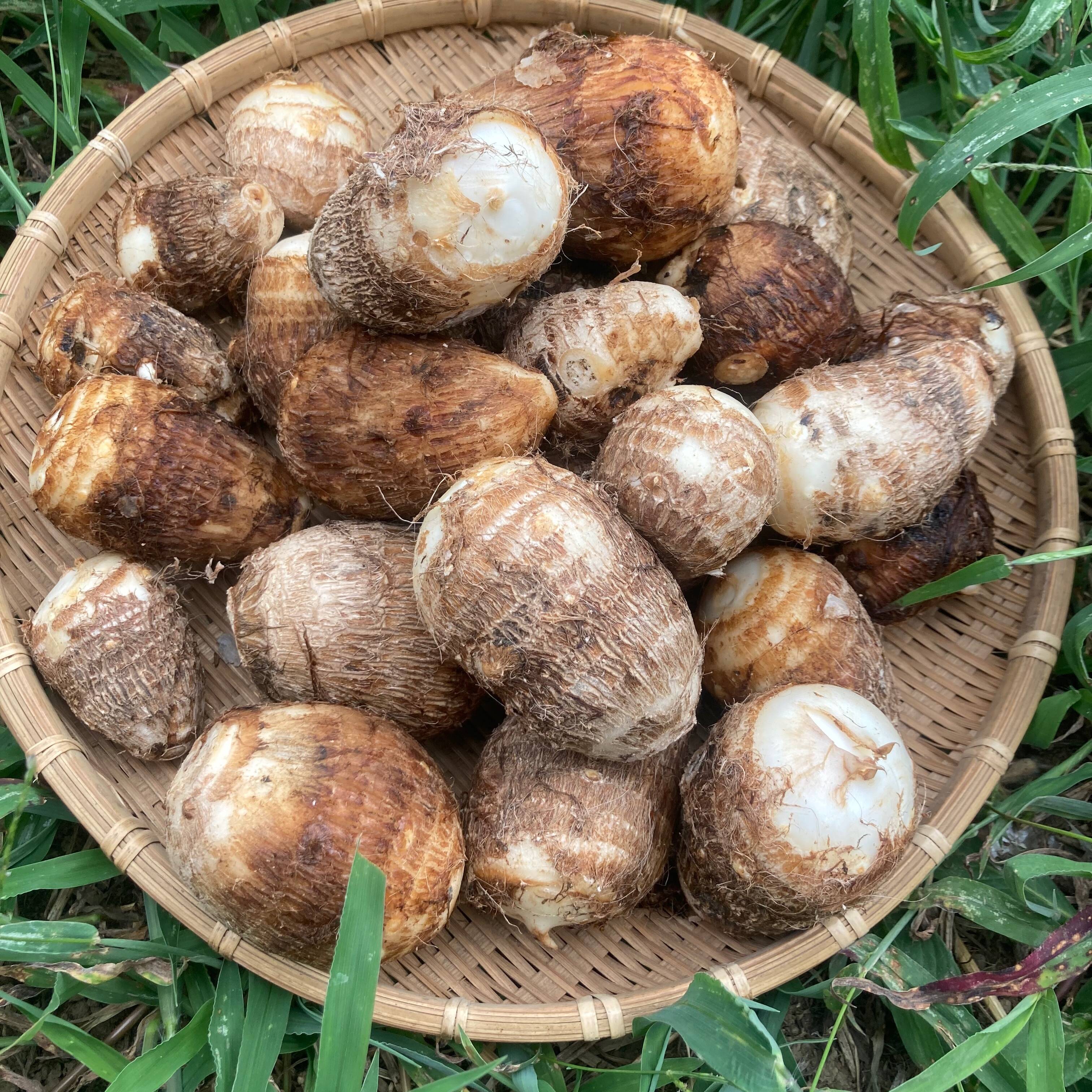 掘り立て新鮮！土付き里芋 3kg 大分県産　農薬化学肥料不使用栽培