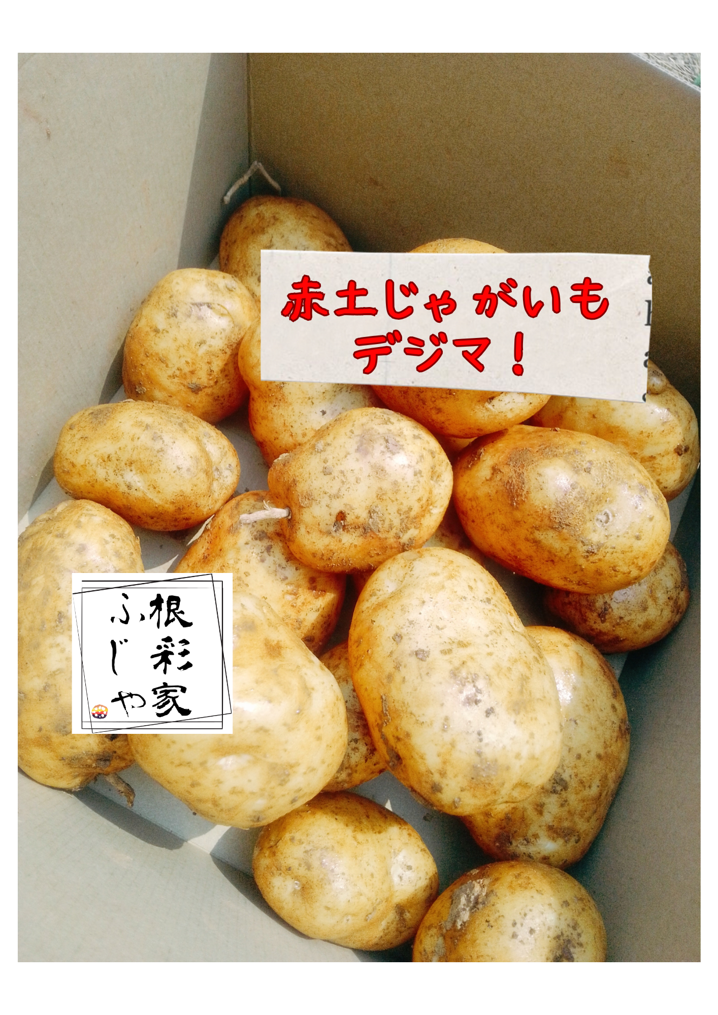 大山山麓 栽培期間中農薬化学肥料不使ジャガイモ3kg送料込 新じゃが】農薬・化学肥料不使用！ 山の赤土で育った赤じゃが