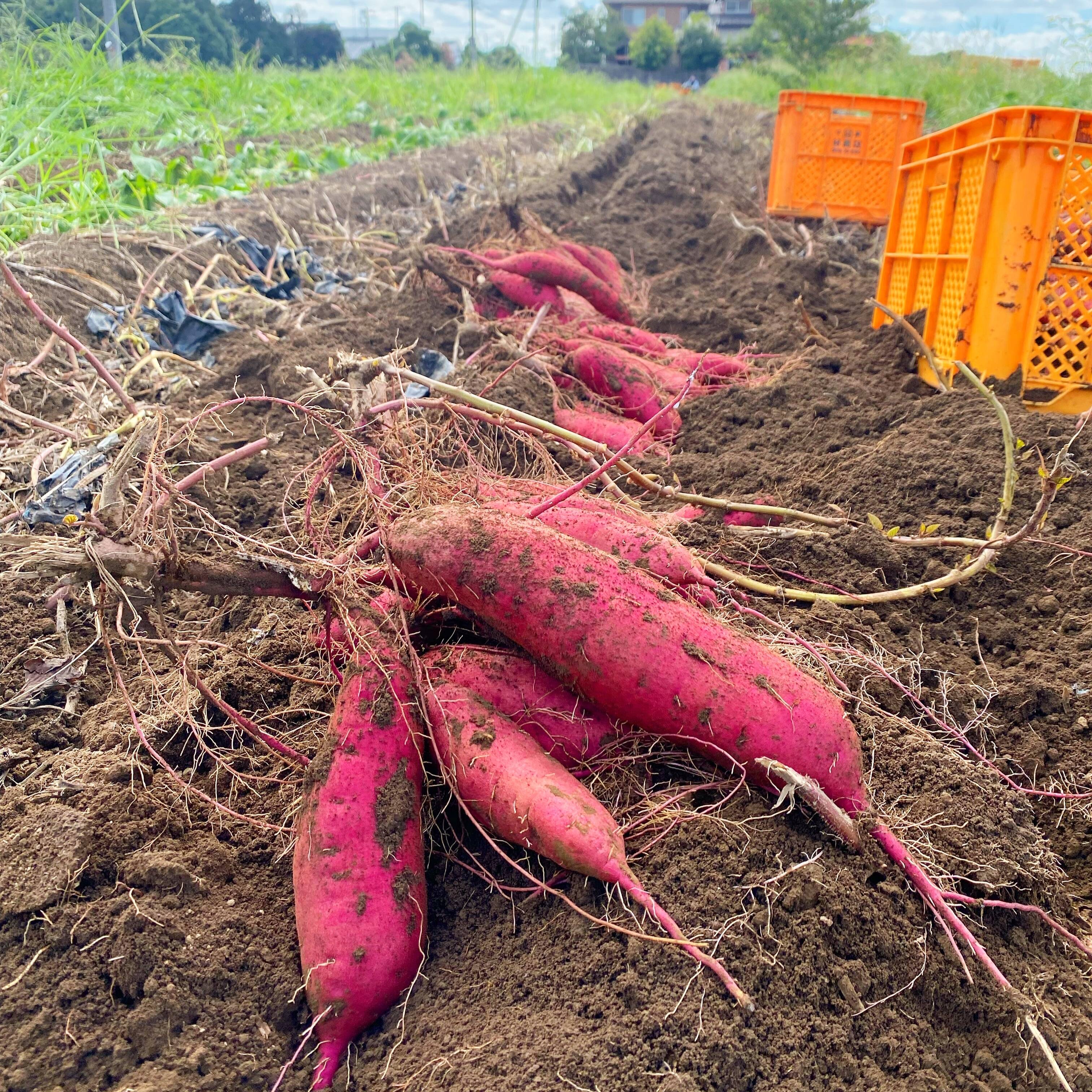 2024年9月北海道 で収穫した 松の実3kg