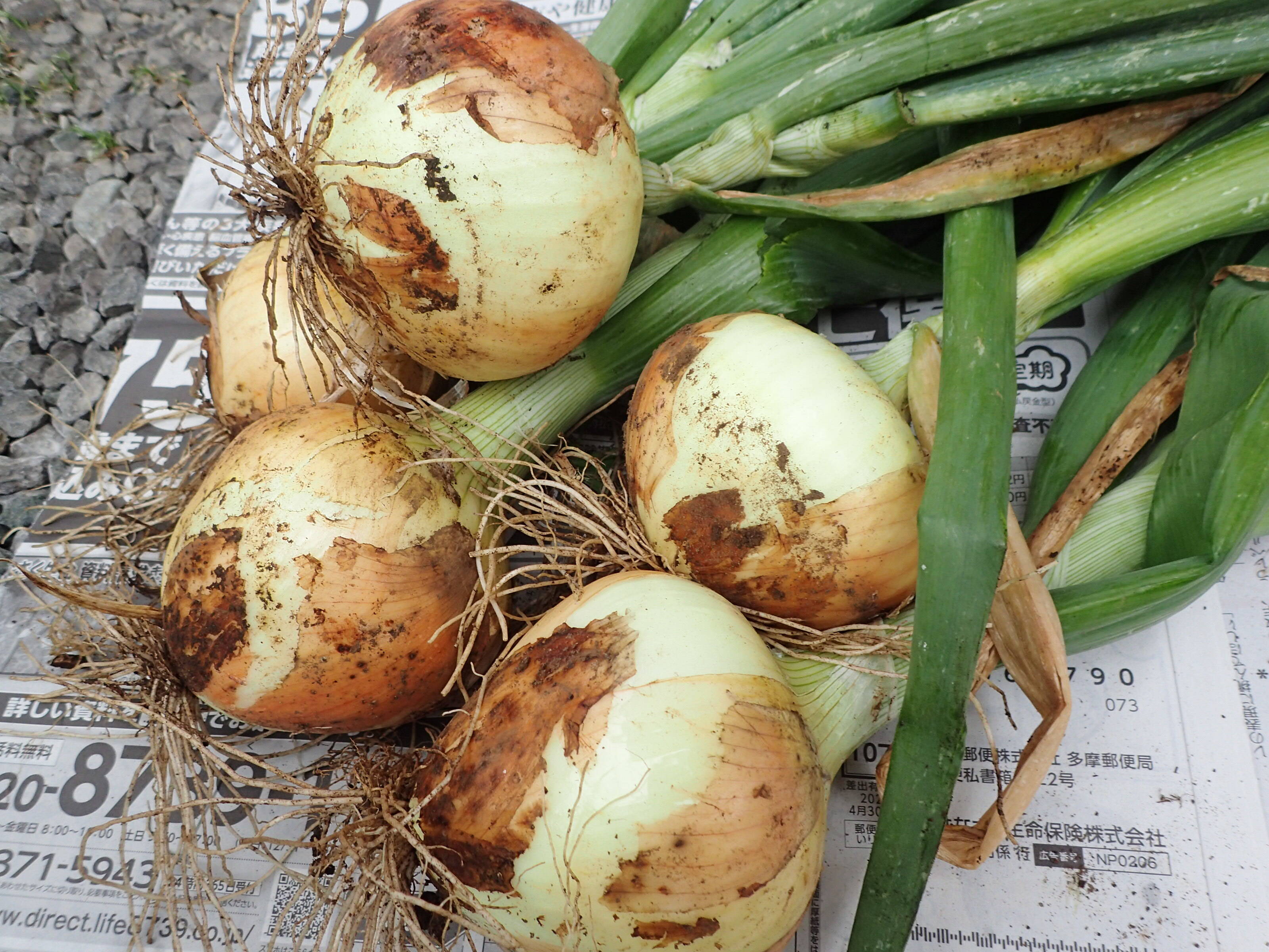 80千葉県産ミネラル豊富な長ネギ10㌔ - 野菜