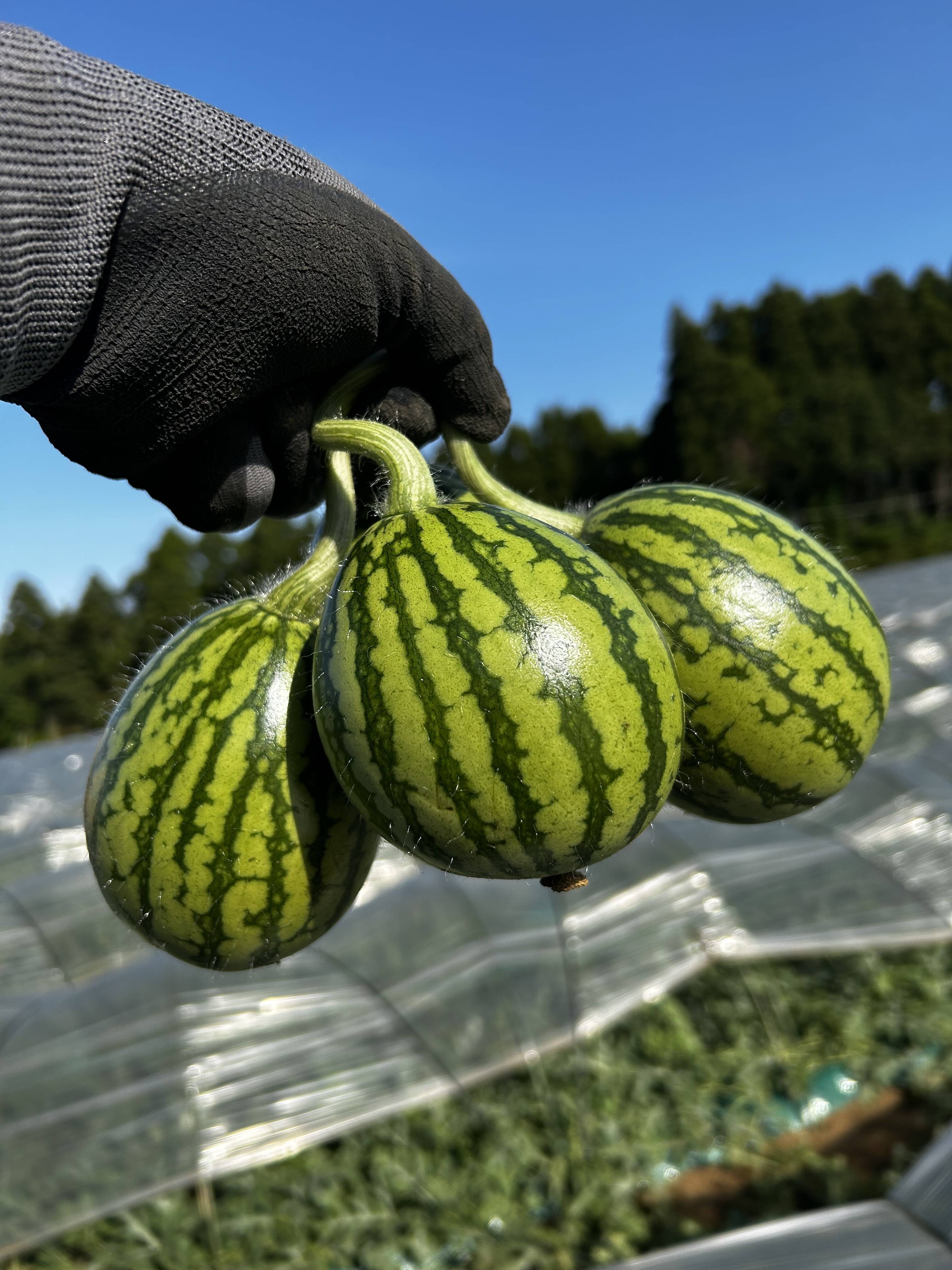 販売終了】スイカ🍉の赤ちゃん（摘果スイカ）1.5〜2kg：千葉県産の野菜