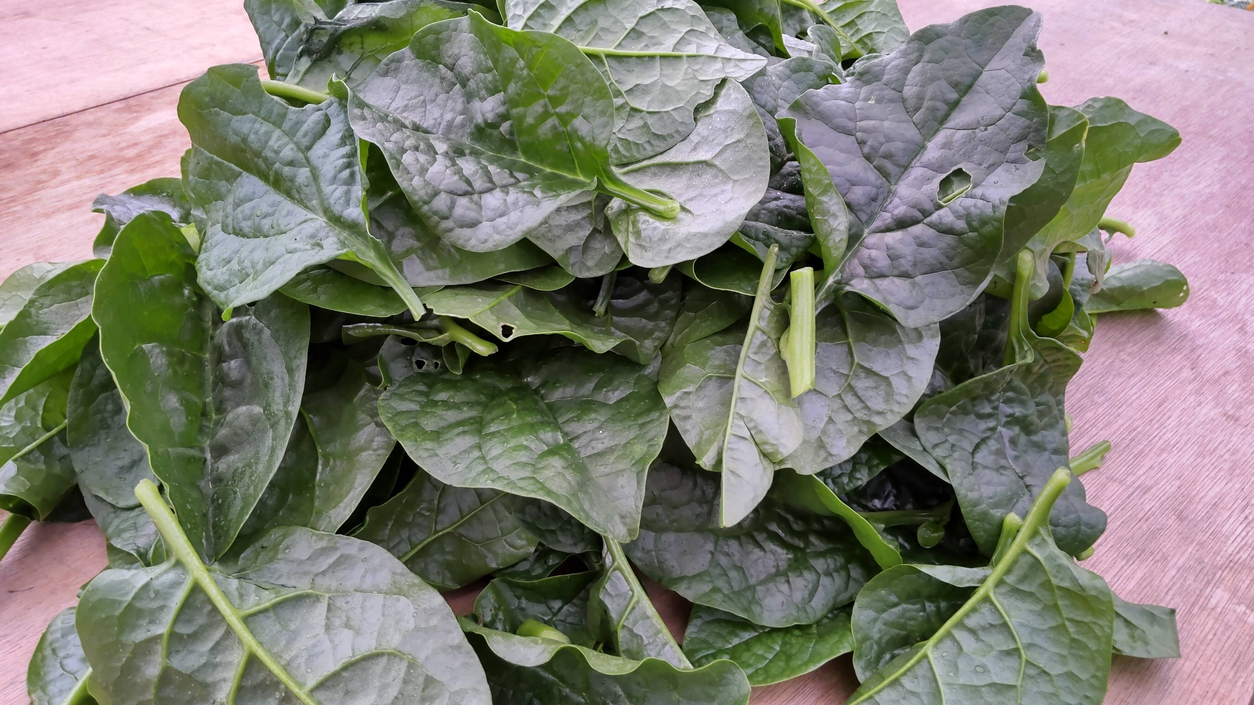 つるむらさき 訳アリセット たっぷり5キロ 石川県産の野菜 食べチョク 産地直送 産直 お取り寄せ通販 農家 漁師から旬の食材を直送
