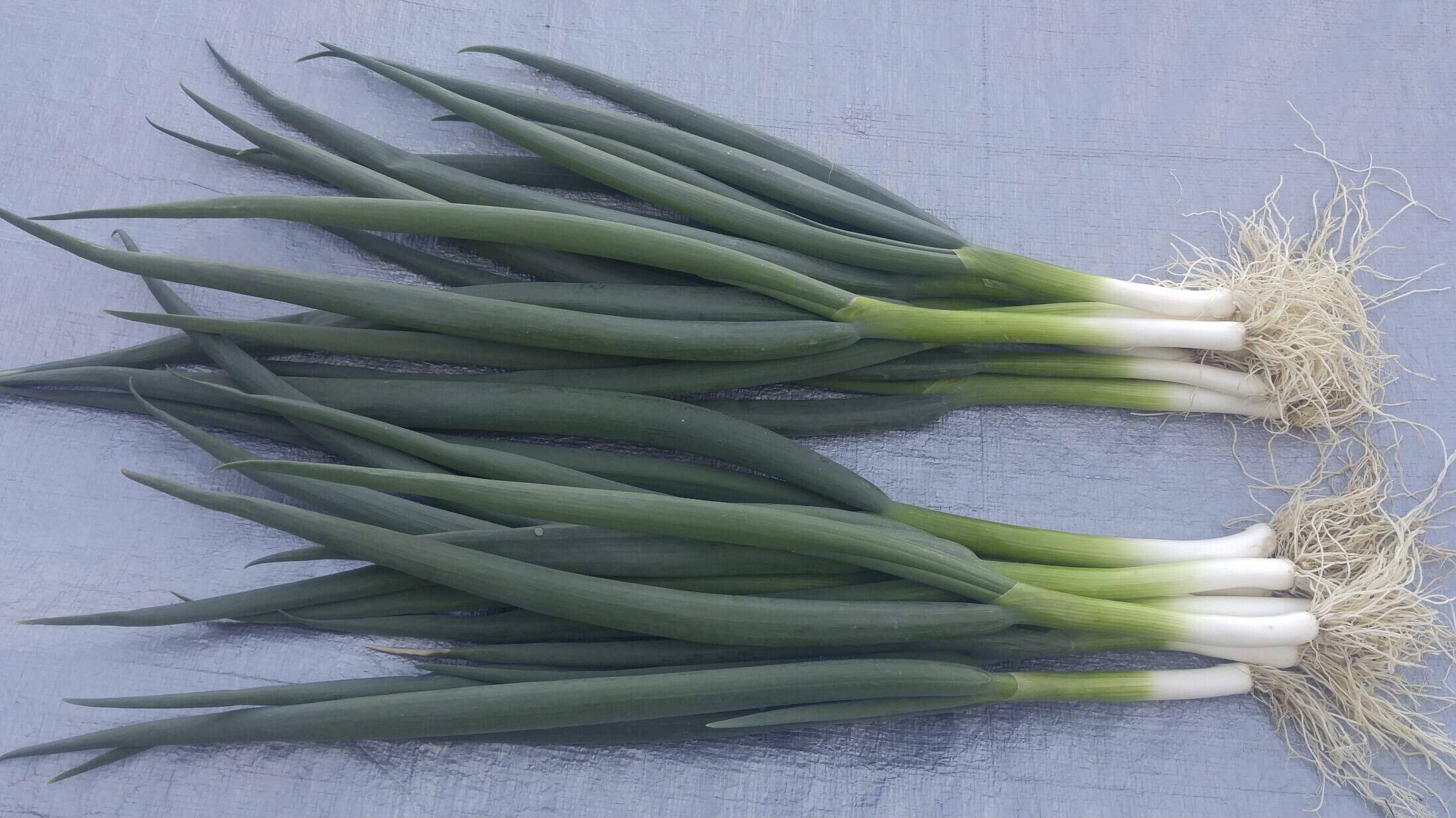 京の伝統野菜 九条ねぎ1kg 漢方栽培 京都府産 食べチョク 農家 漁師の産直ネット通販 旬の食材を生産者直送