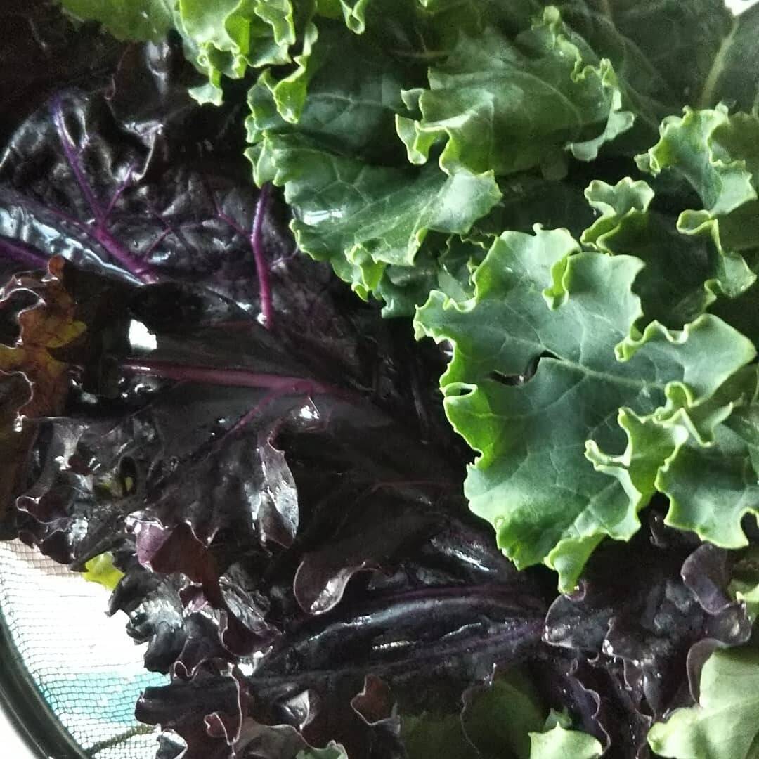 苦味少なく 糖度高いケール ボーレコール 一キロ 大豊作につき 増量サービス中 北海道産 食べチョク 農家 漁師の産直ネット通販 旬の食材を生産者直送