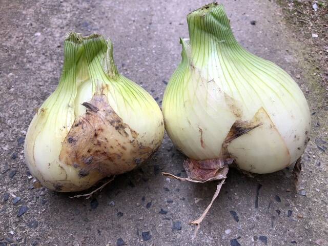 🍴 Eat choku ｜ Now is the season!Awajishima new onion Onion [Bolt] (5kg box with translation) Conventional cultivation…