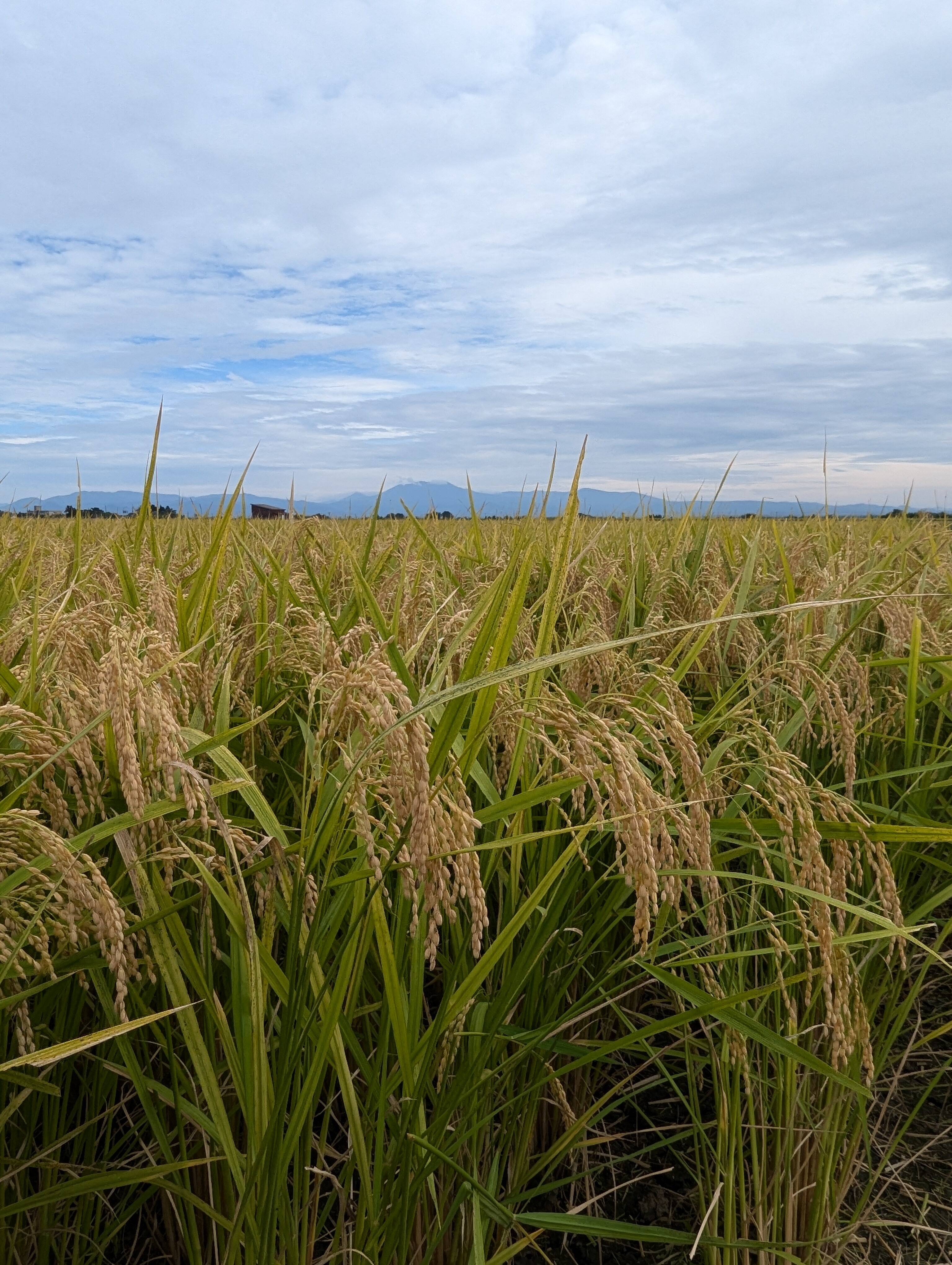 令和6年 まっしぐら15キロ 米 お米 まっしぐら 15kg （5kg×3袋） 令和6年産 青森県産 白米