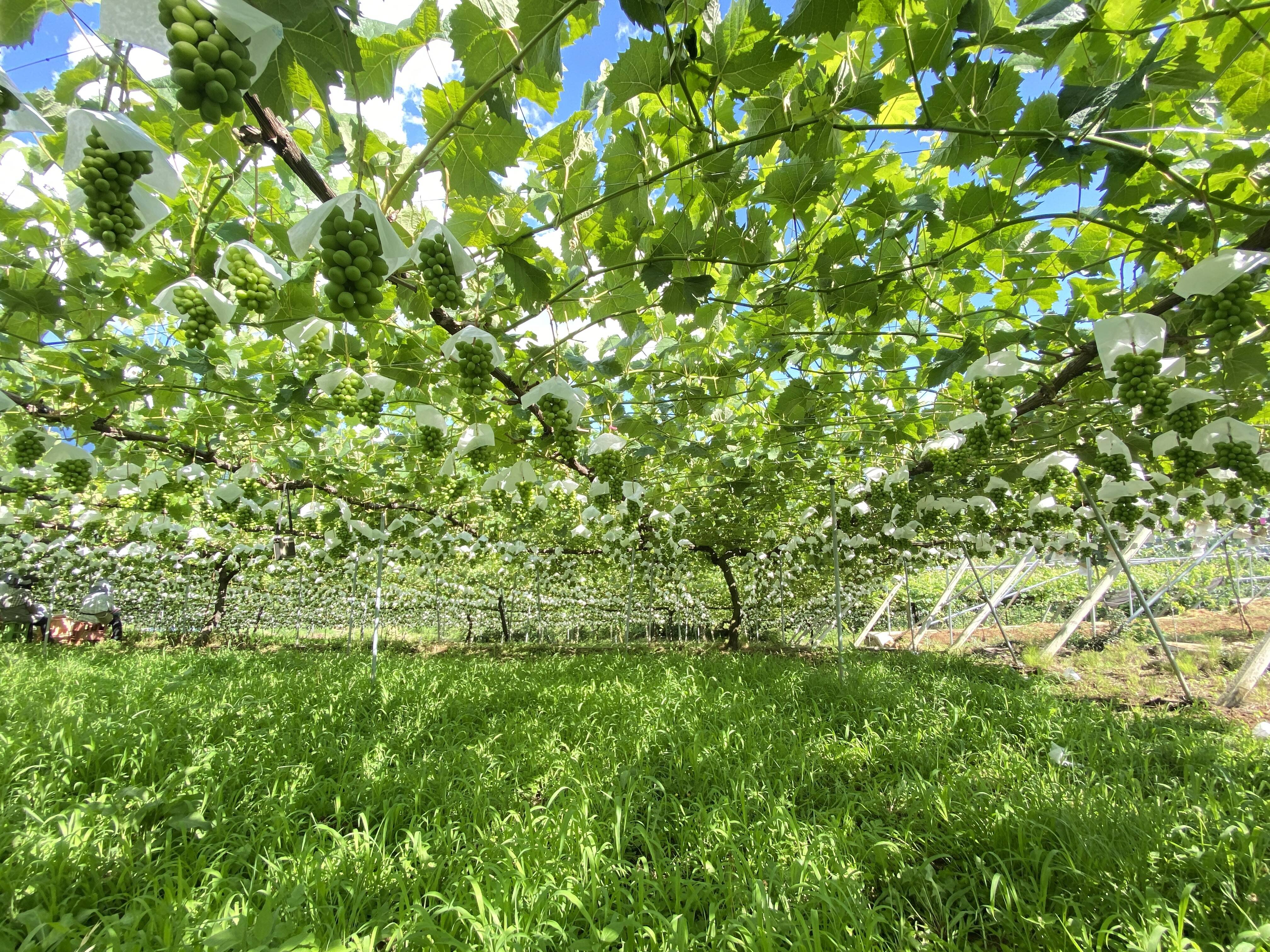 塩ノ山農園へのレビュー・商品：山梨県｜食べチョク｜産地直送(産直)お