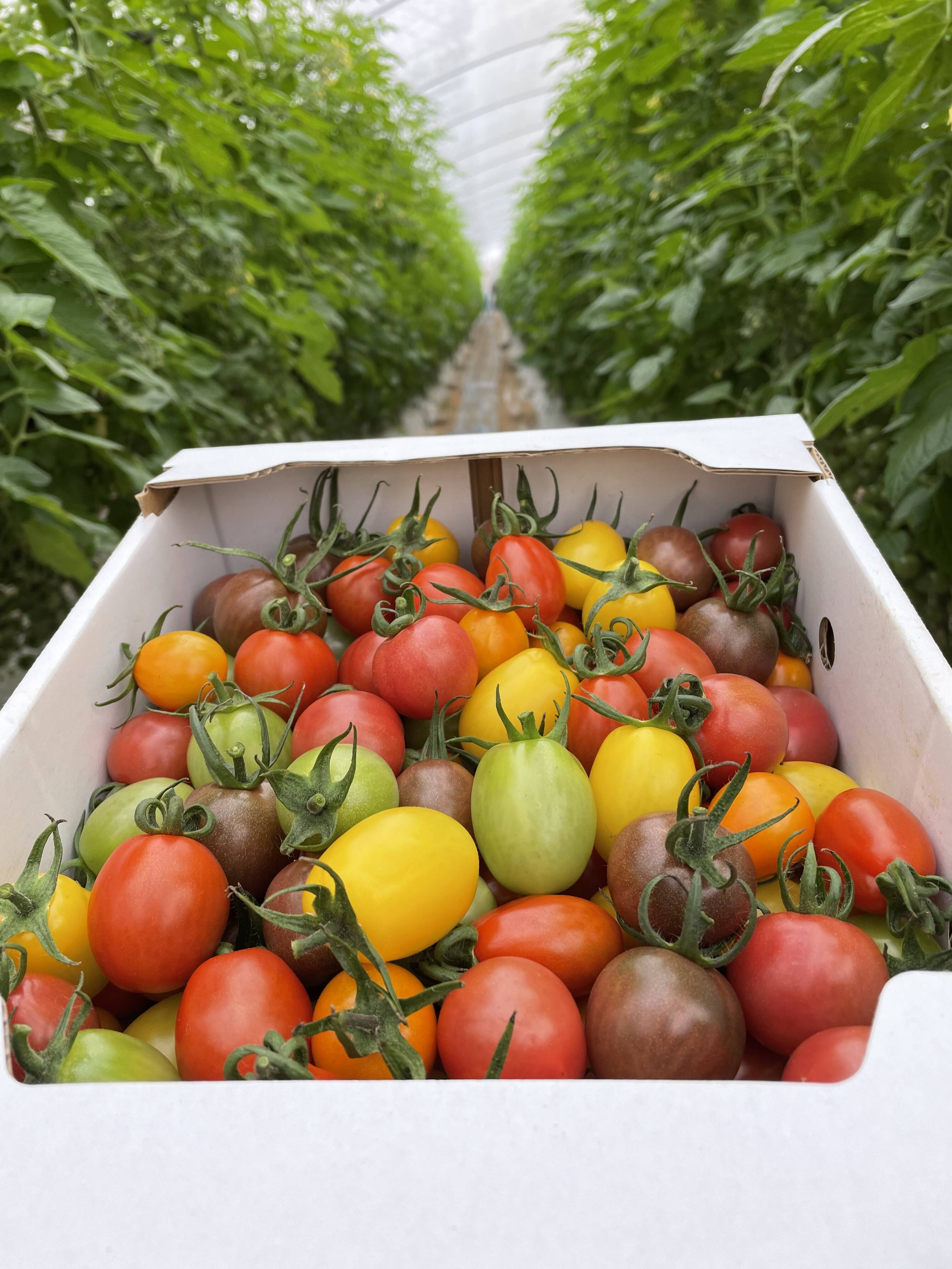 お試し2kg 子供も大好きカラフルミニトマト 7品種5色 2kg お試し増量分 熊本県産の野菜 食べチョク 産地直送 産直 お取り寄せ通販 農家 漁師から旬の食材を直送