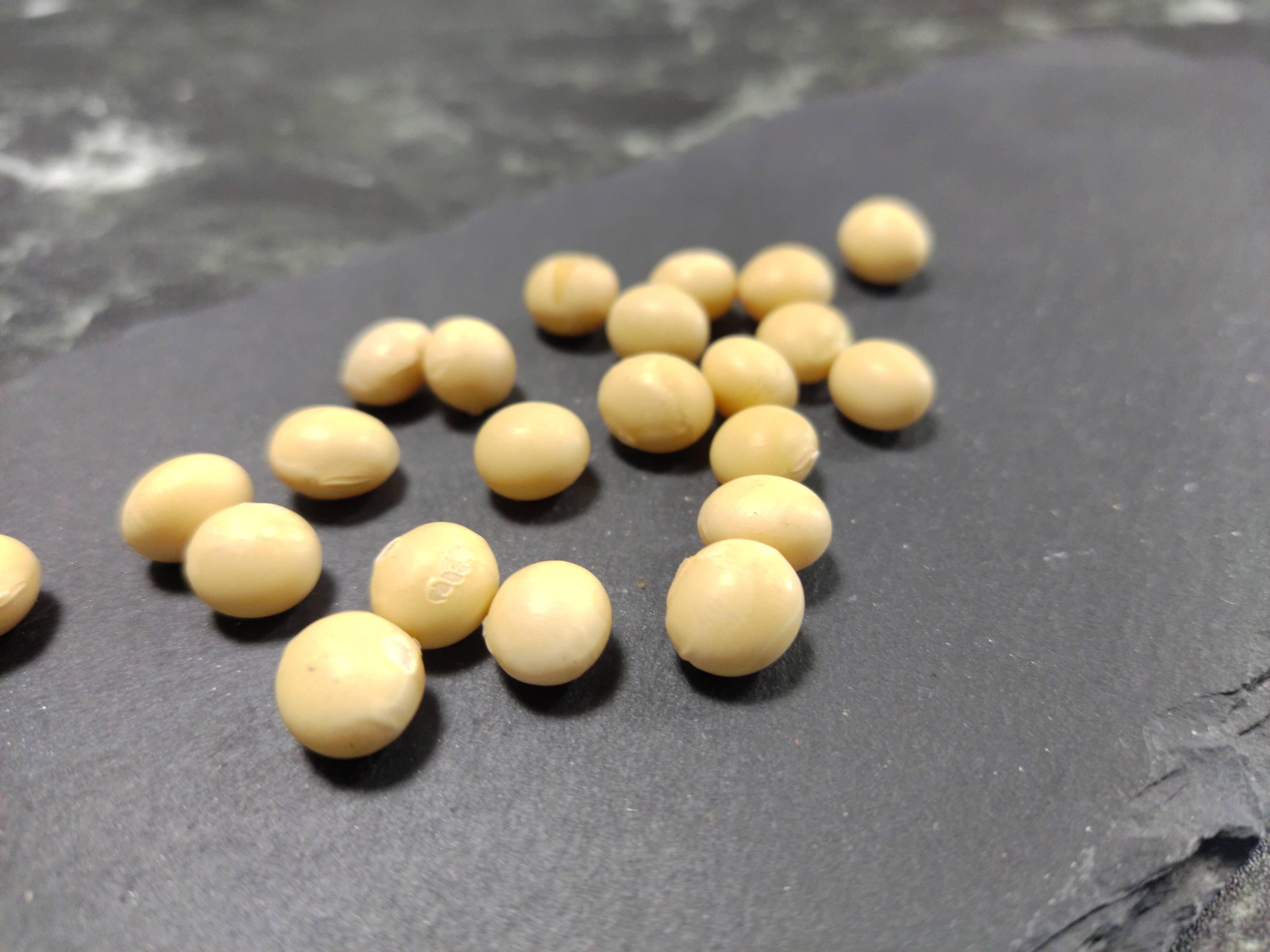 甘みと旨みのバランス◎令和5年産白大豆「はれごころ」250g：岡山