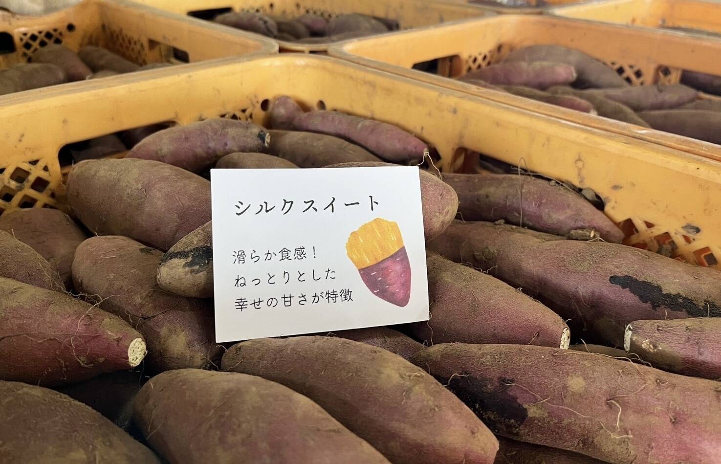 熟成シルクスイート 土付きMサイズ4kg：千葉県産のシルクスイート