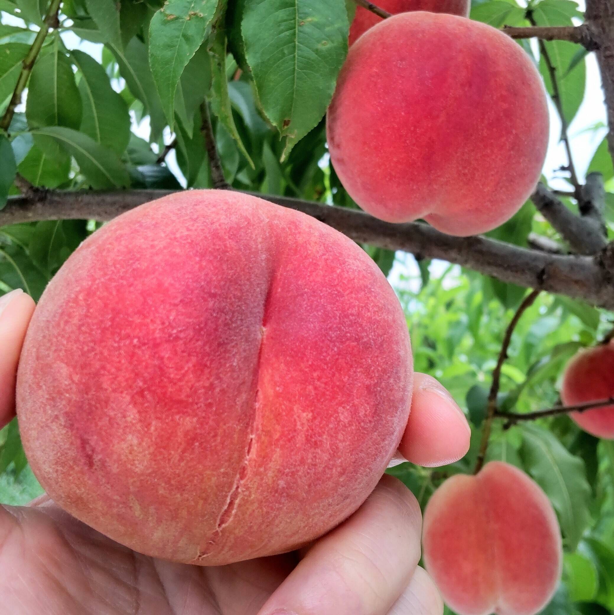 玉うさぎ3kg🍑数量限定🍑希少種&激レア桃🍑朝採り🍑【自宅用】訳